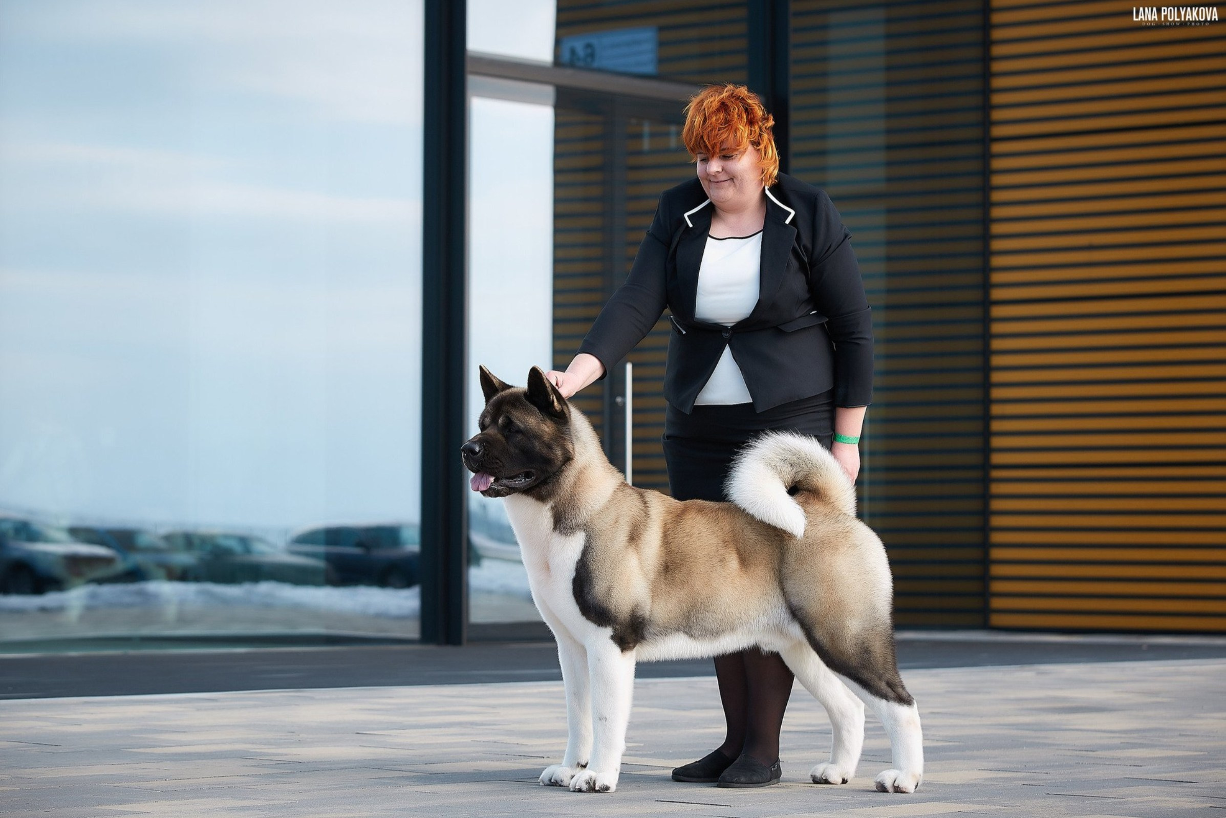 Как подготовить собаку к выставке: чек-лист для фото. ФОТОГРАФ-АНИМАЛИСТ l LANA POLYAKOVA