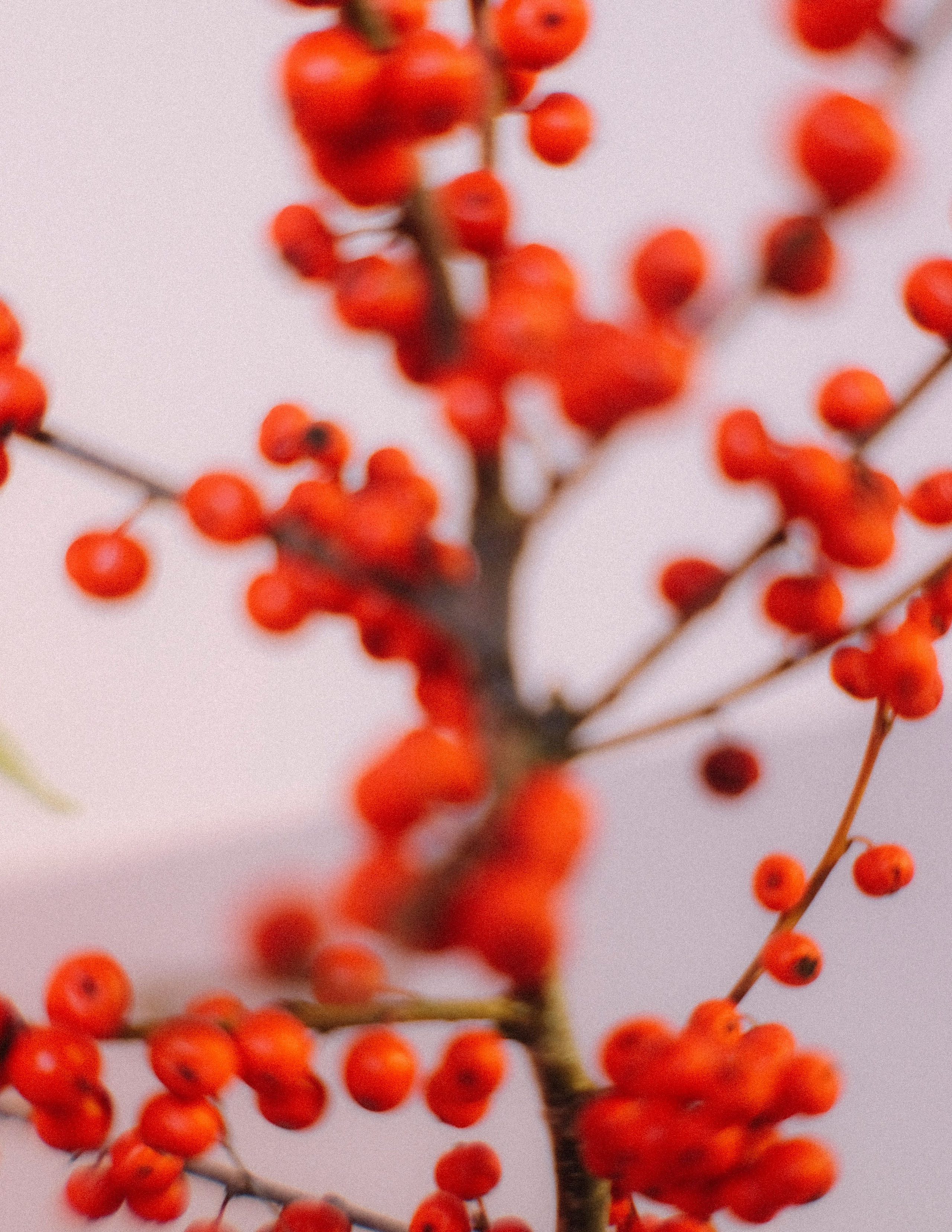 FLOW Alina. Алина Сушенцева фотограф