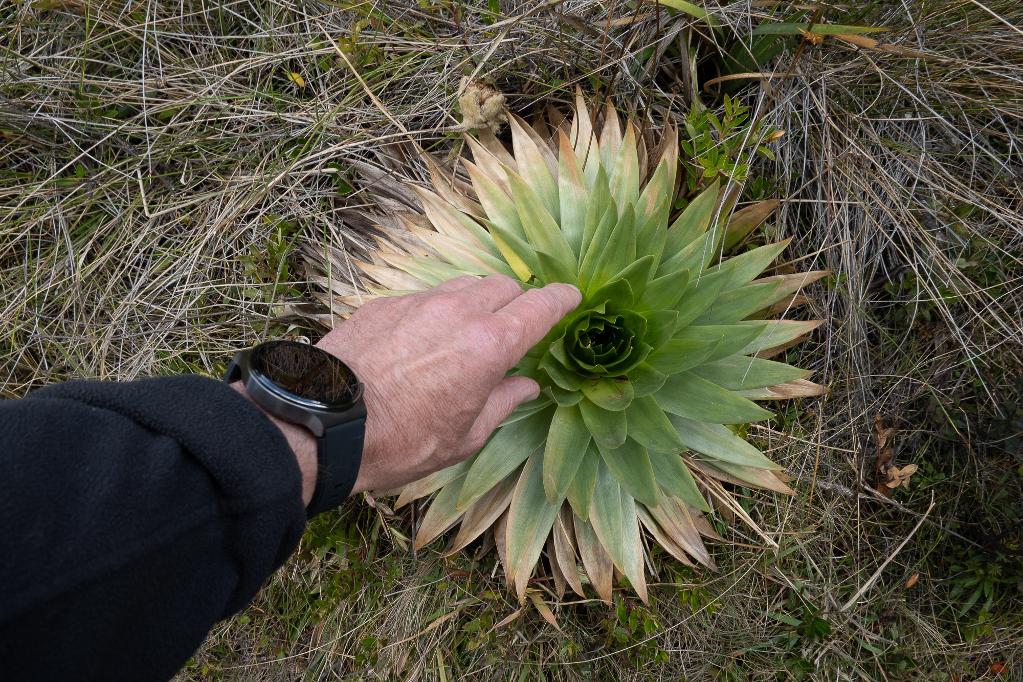 Монги (Mongui). Колумбия (Colombia). Фотограф Алексей Скоробогатько