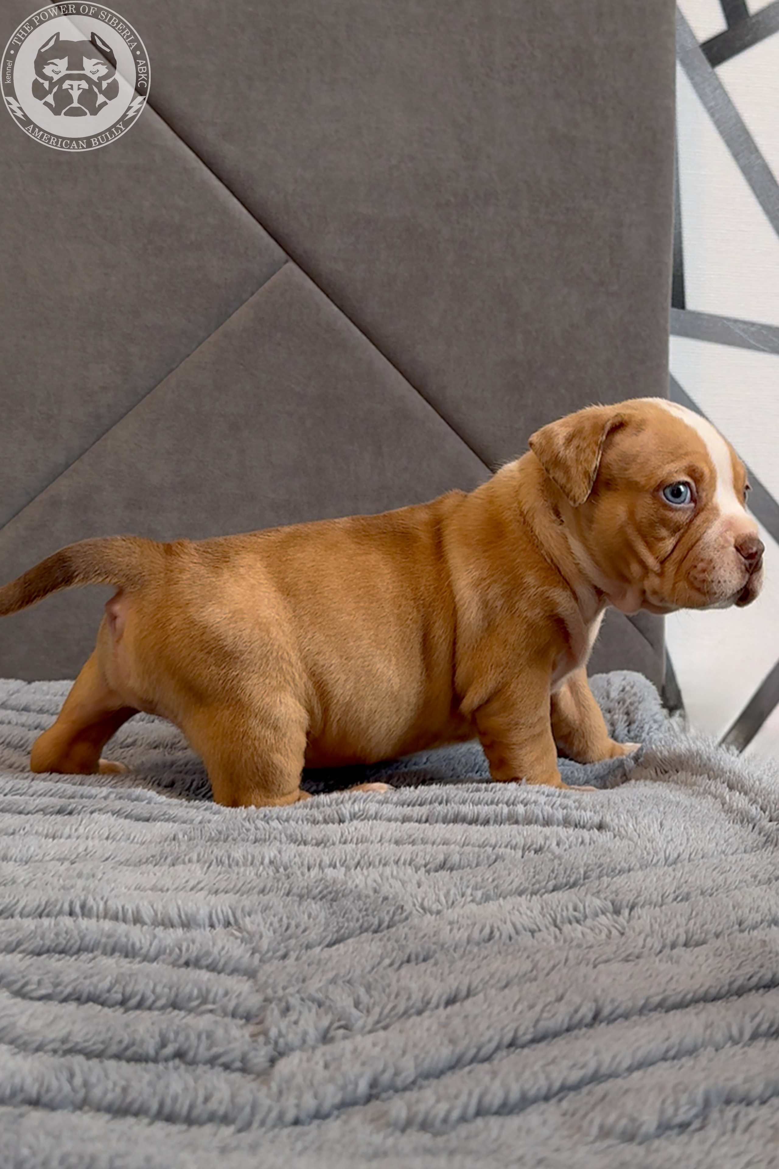 Свободные щенки Американский Булли, в типах покет, классик, стандарт. Американский Булли в г. Ростов-на-Дону. Питомник THE POWER OF SIBERIA