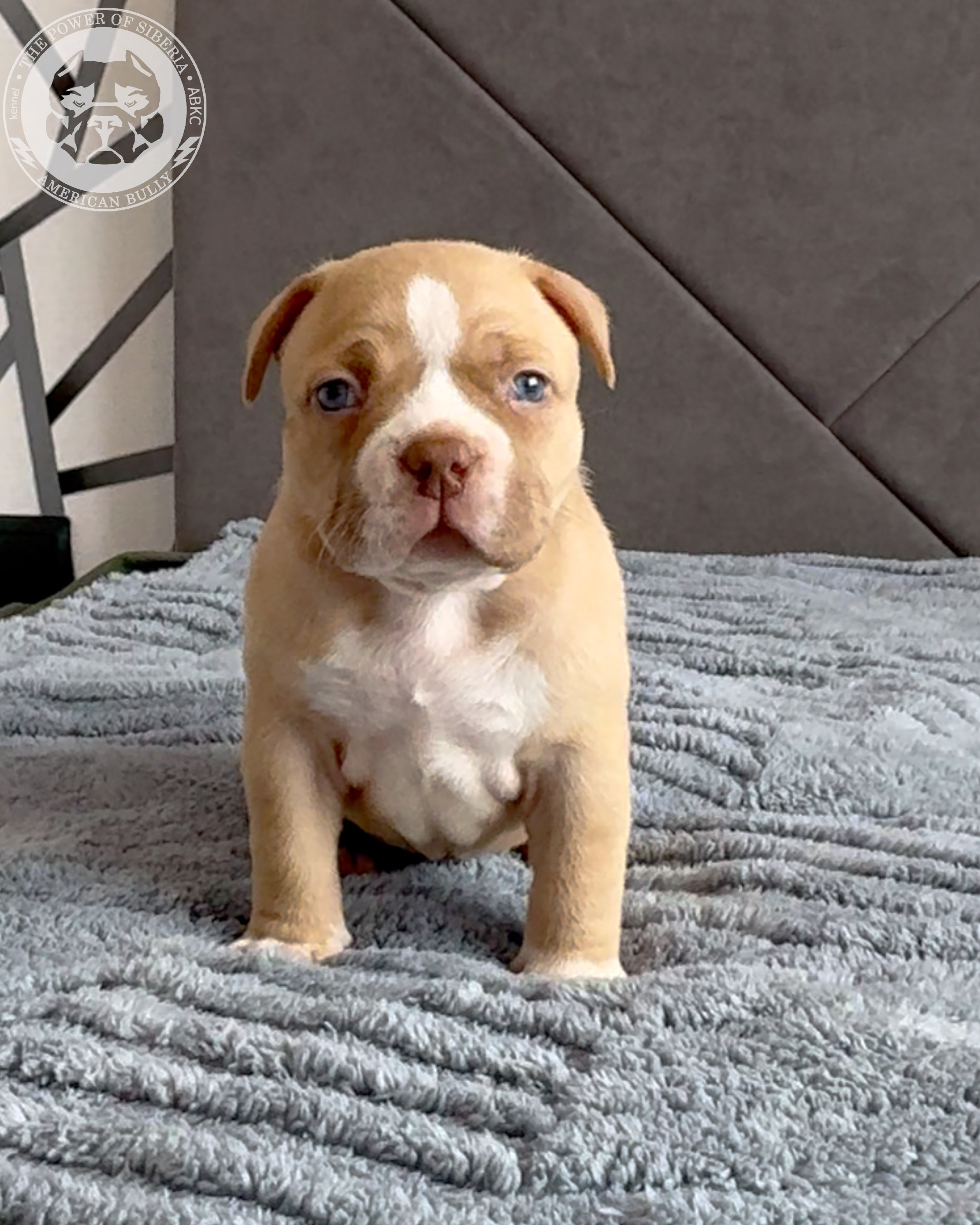 21.02.26-Мила-Турук. Американский Булли в г. Ростов-на-Дону. Питомник THE POWER OF SIBERIA