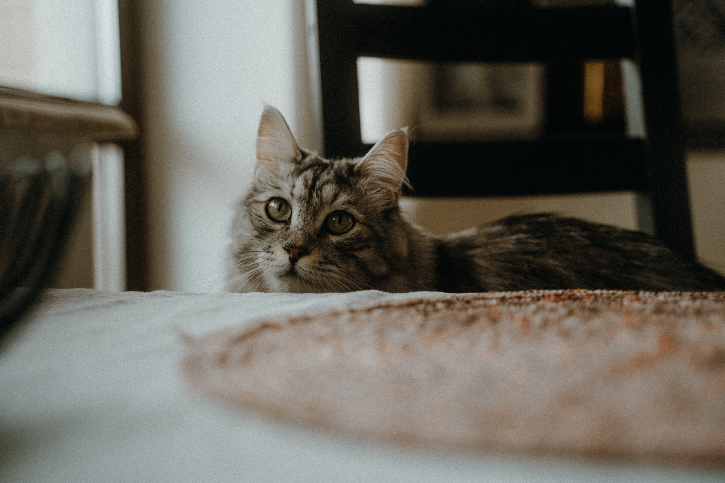 Котики. Фотограф в Ростове-на-Дону и Краснодаре Роман Кудрявцев