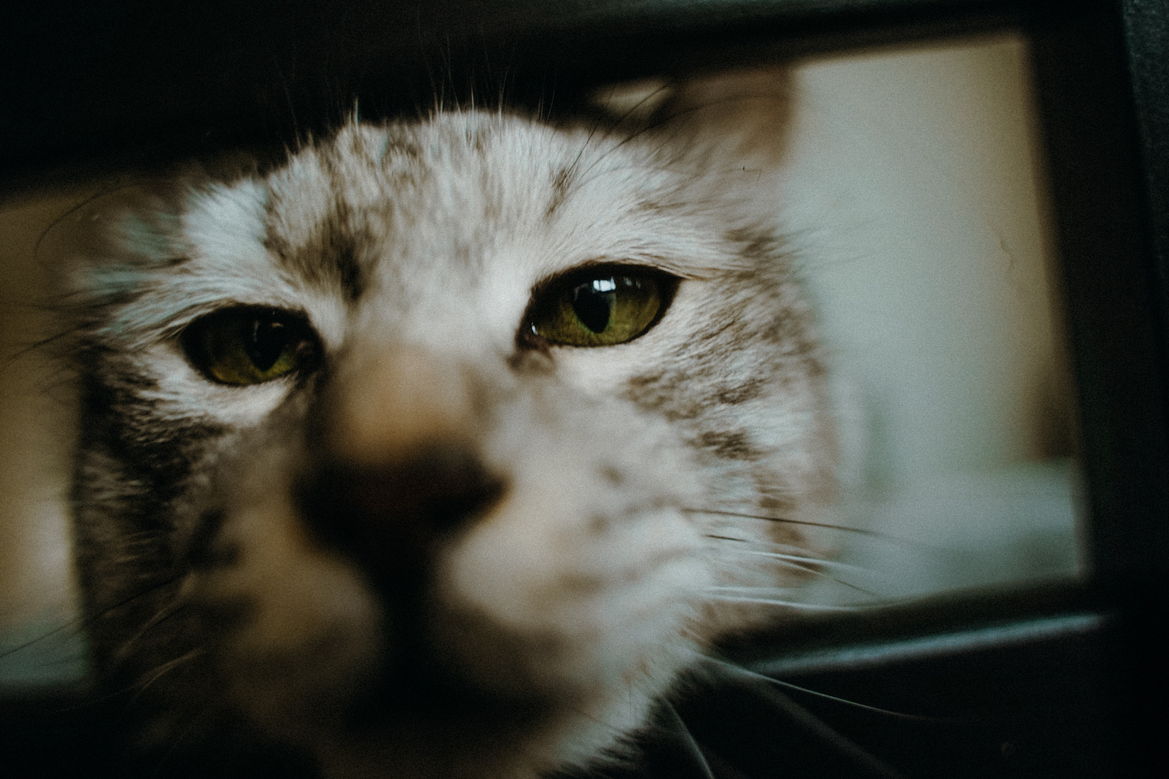 Котики. Фотограф в Ростове-на-Дону и Краснодаре Роман Кудрявцев