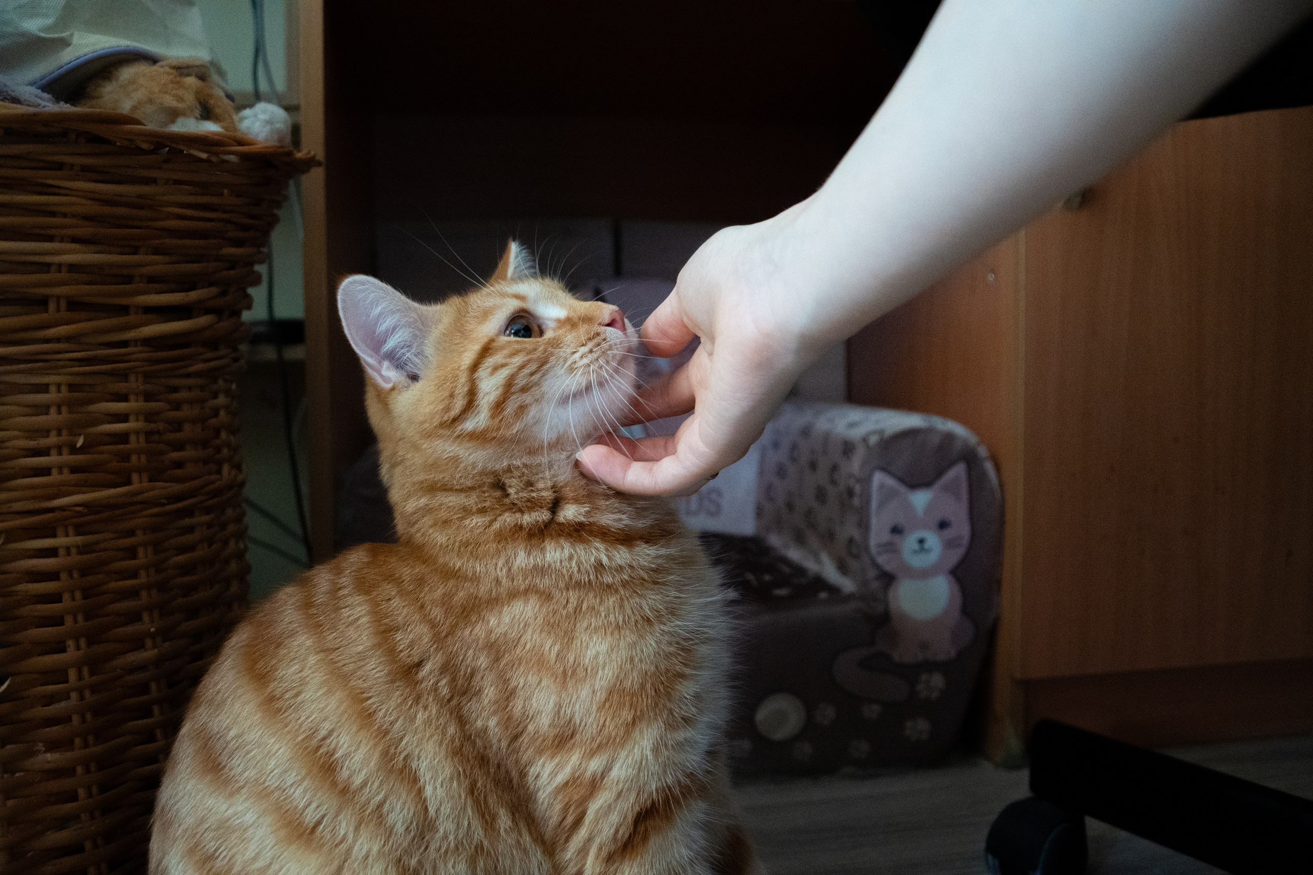 Приют для животных «Пушистые друзья». Видеограф, фотограф в Санкт-Петербурге Элеонора Петрова