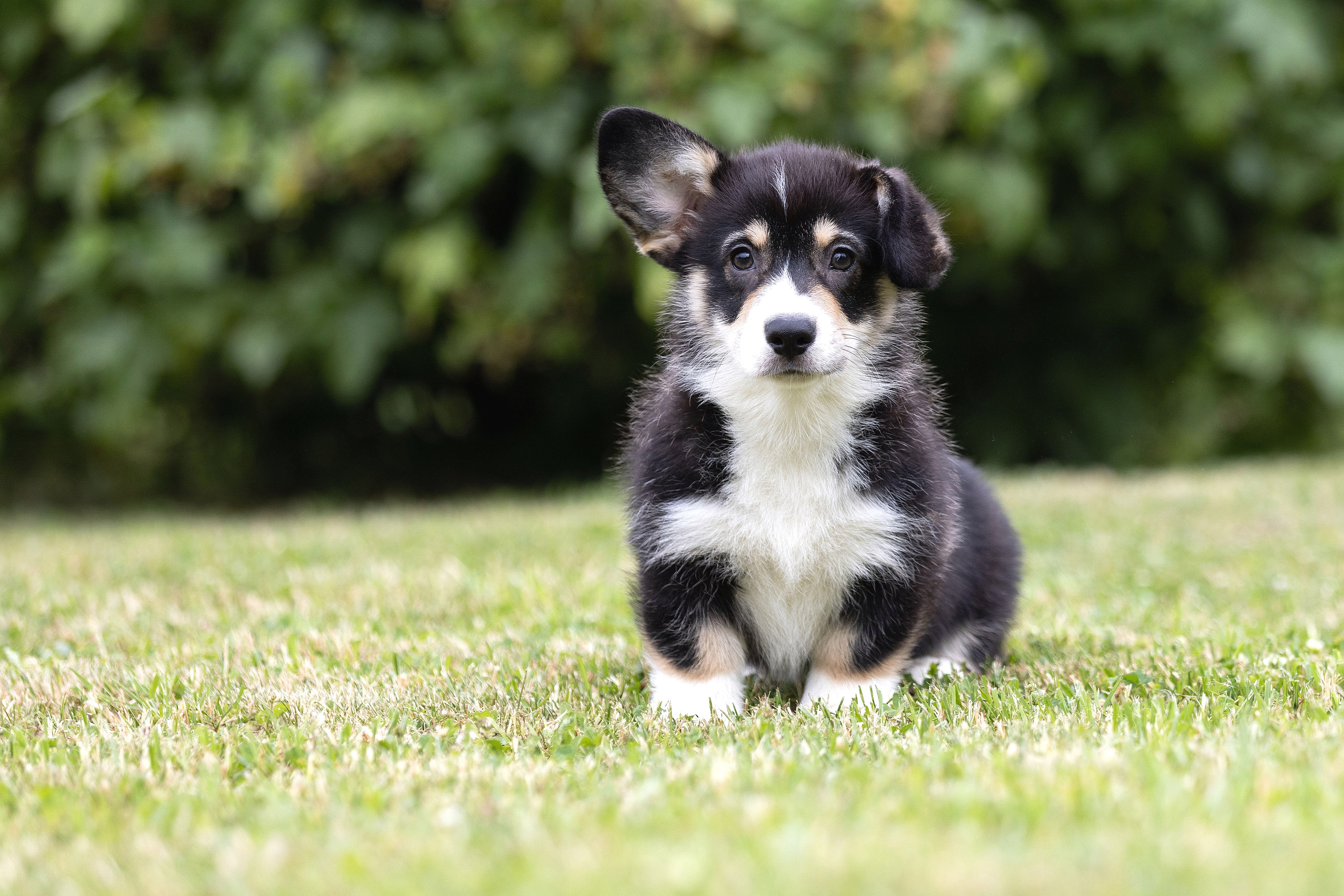 Свободные щенки. Главная