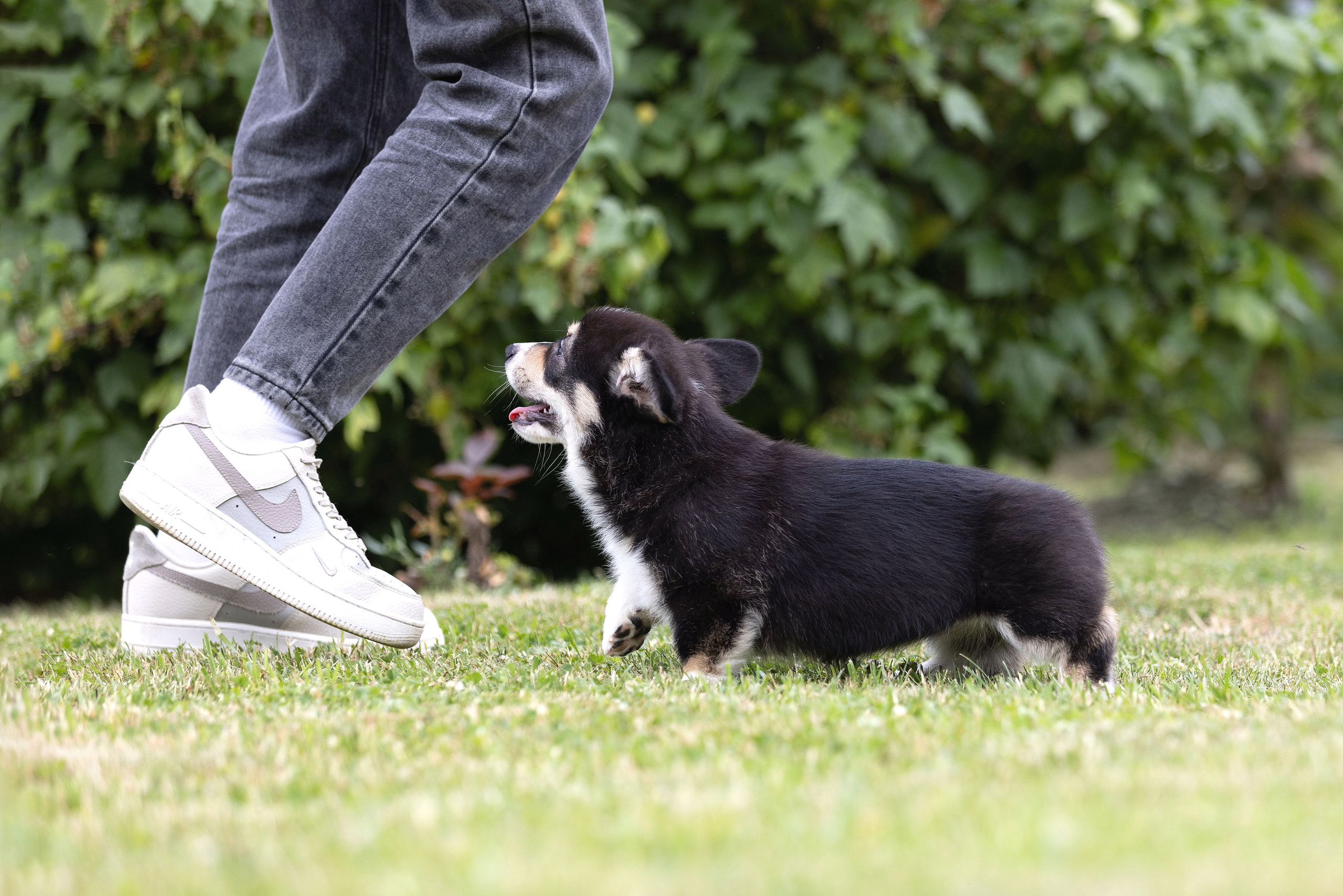 Свободные щенки. Главная