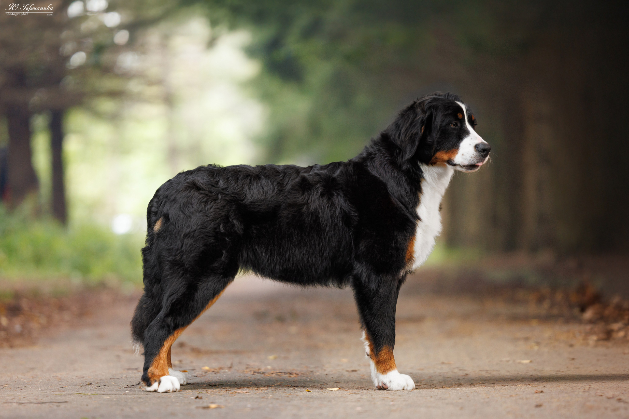 Тверь 10.08.2025. Фотограф-анималист Юлия Германика