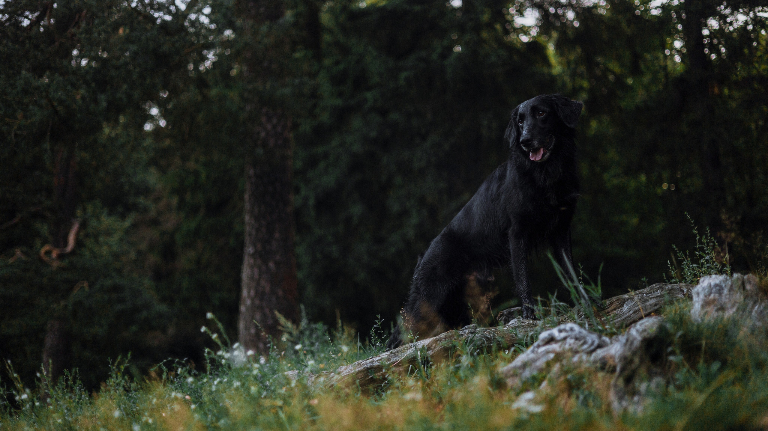 Лиза и Коди. Фотограф-анималист Богданова Полина