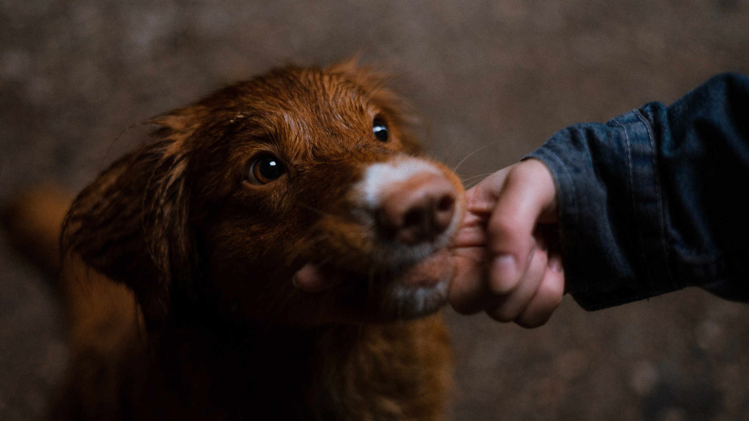 Ксюша и Мэди. Фотограф-анималист Богданова Полина