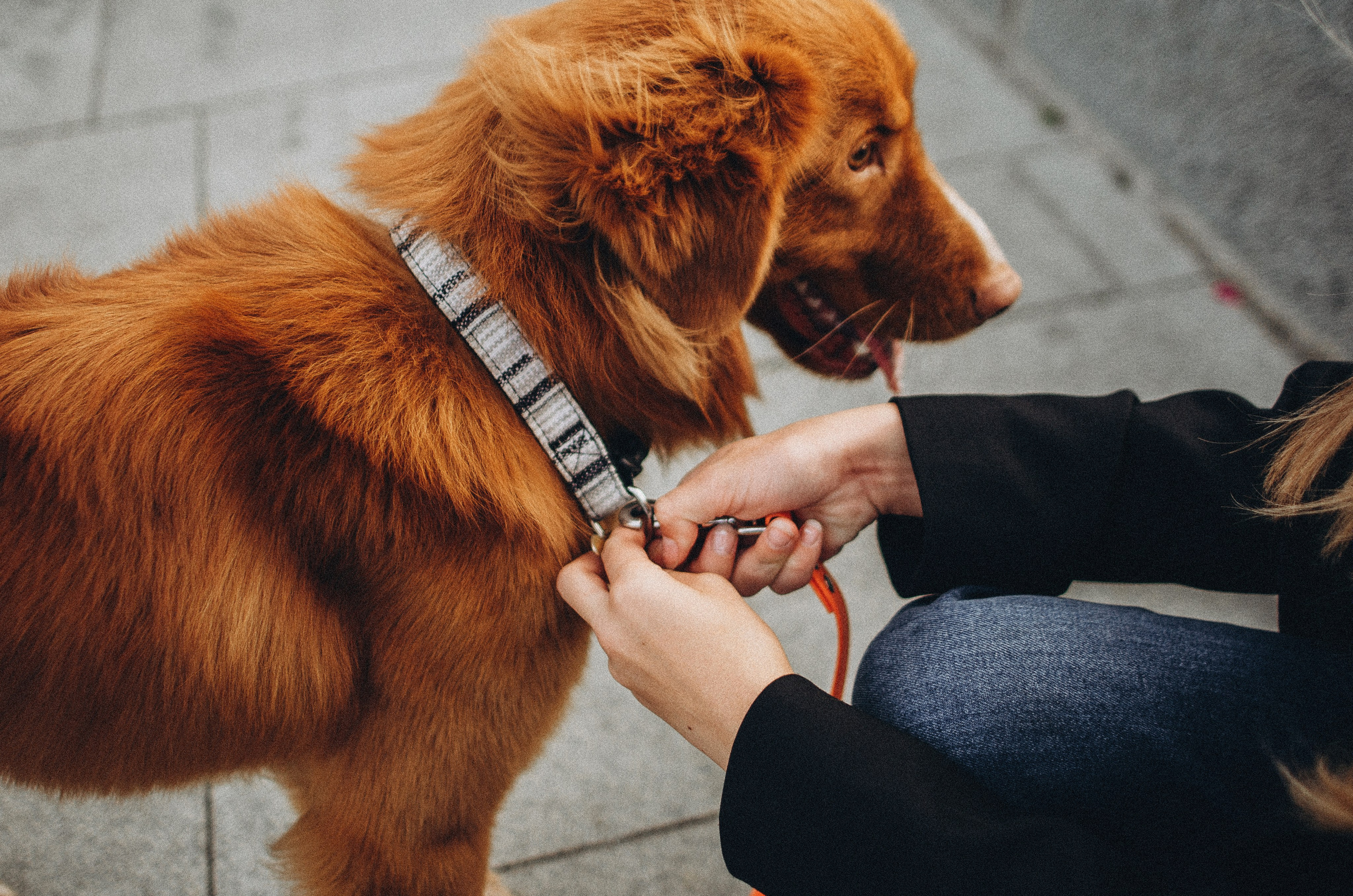 Алина и Бис. Фотограф-анималист Богданова Полина
