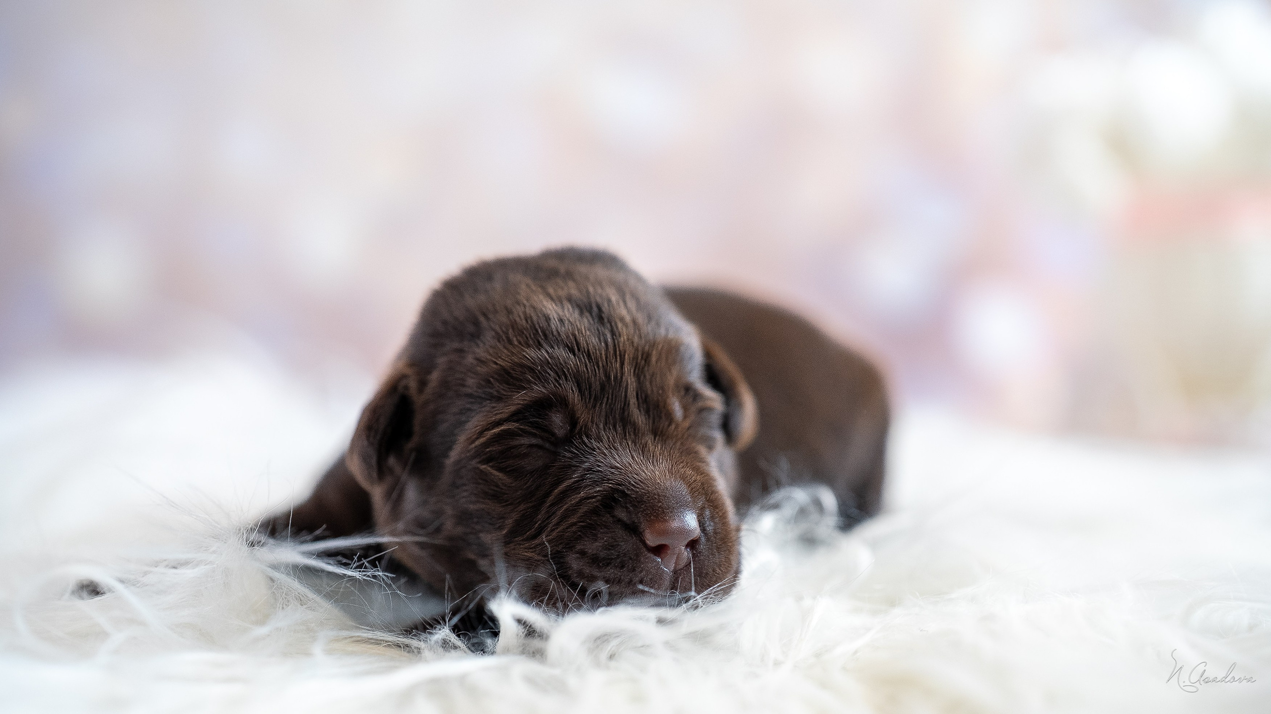 Новорожденные лабрадоры. Фотограф-анималист Асадова