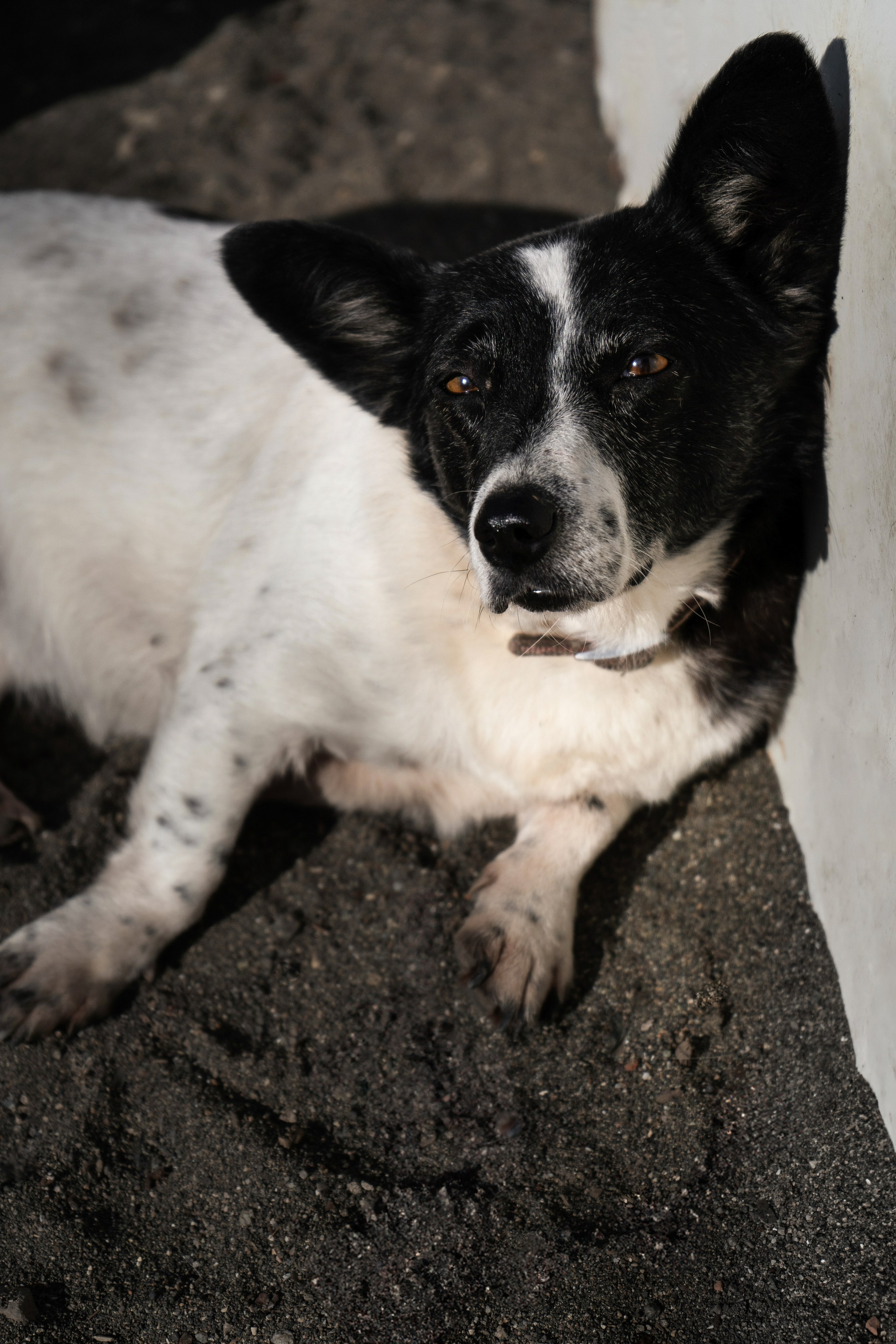 Pets. Makaroshkassirom — photographer in Minsk