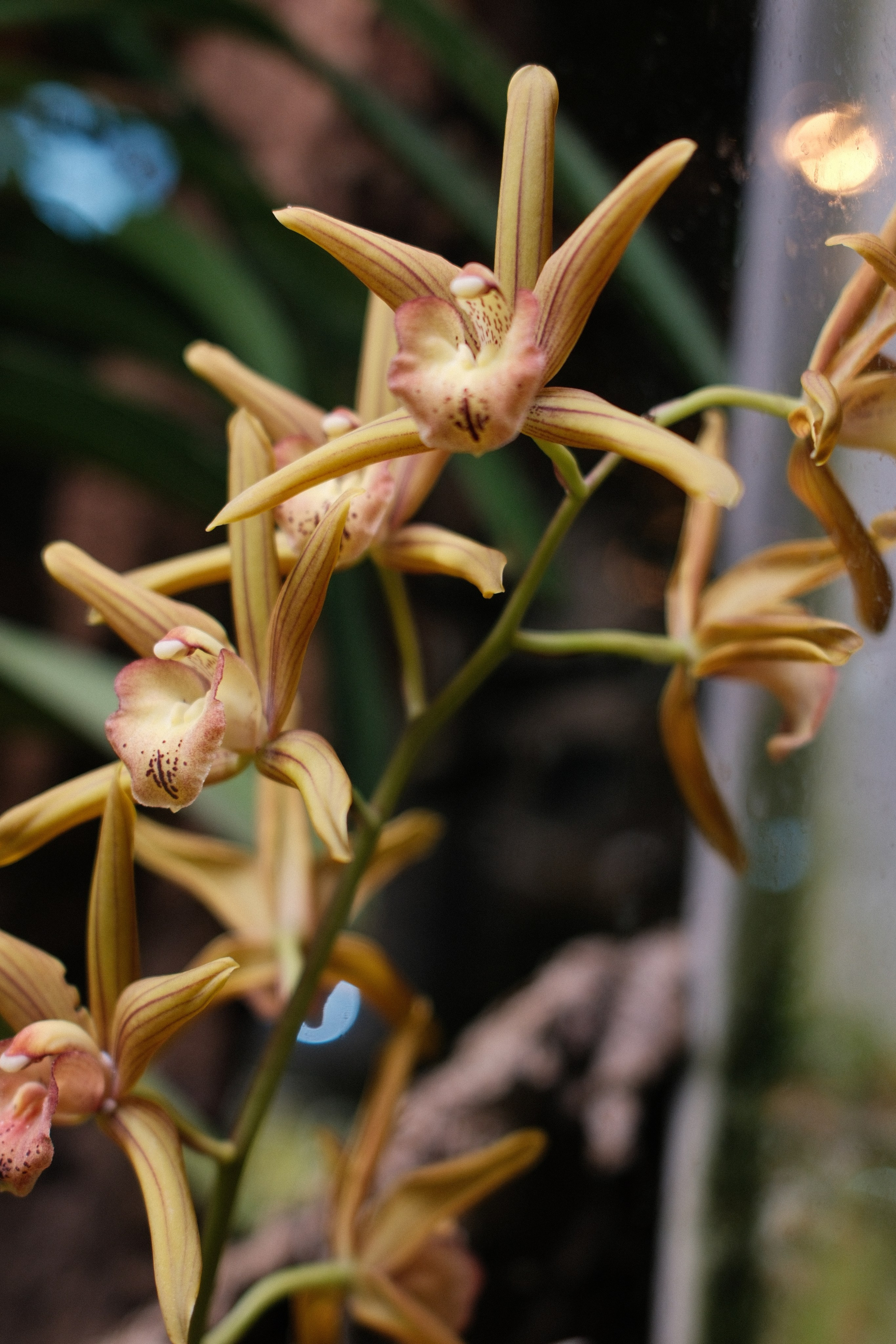 Аптекарский огород. Профессиональный фотограф в Москве Захар Ишутин