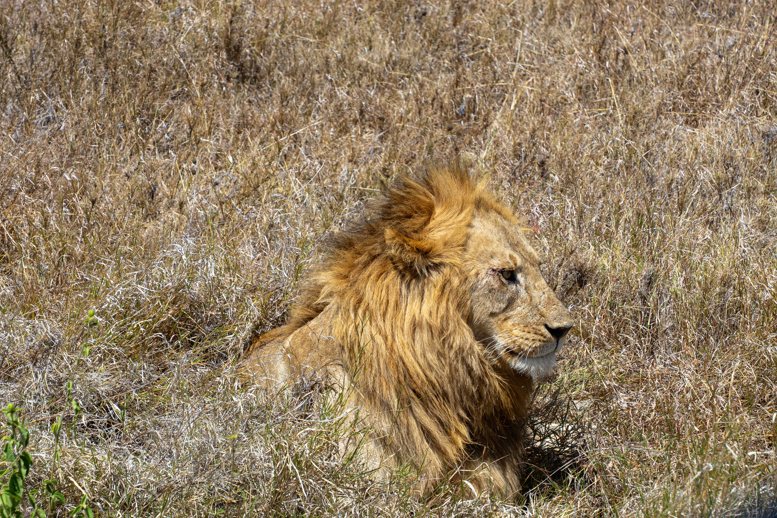 Танзания, сафари, 2025. Творческие сьемки