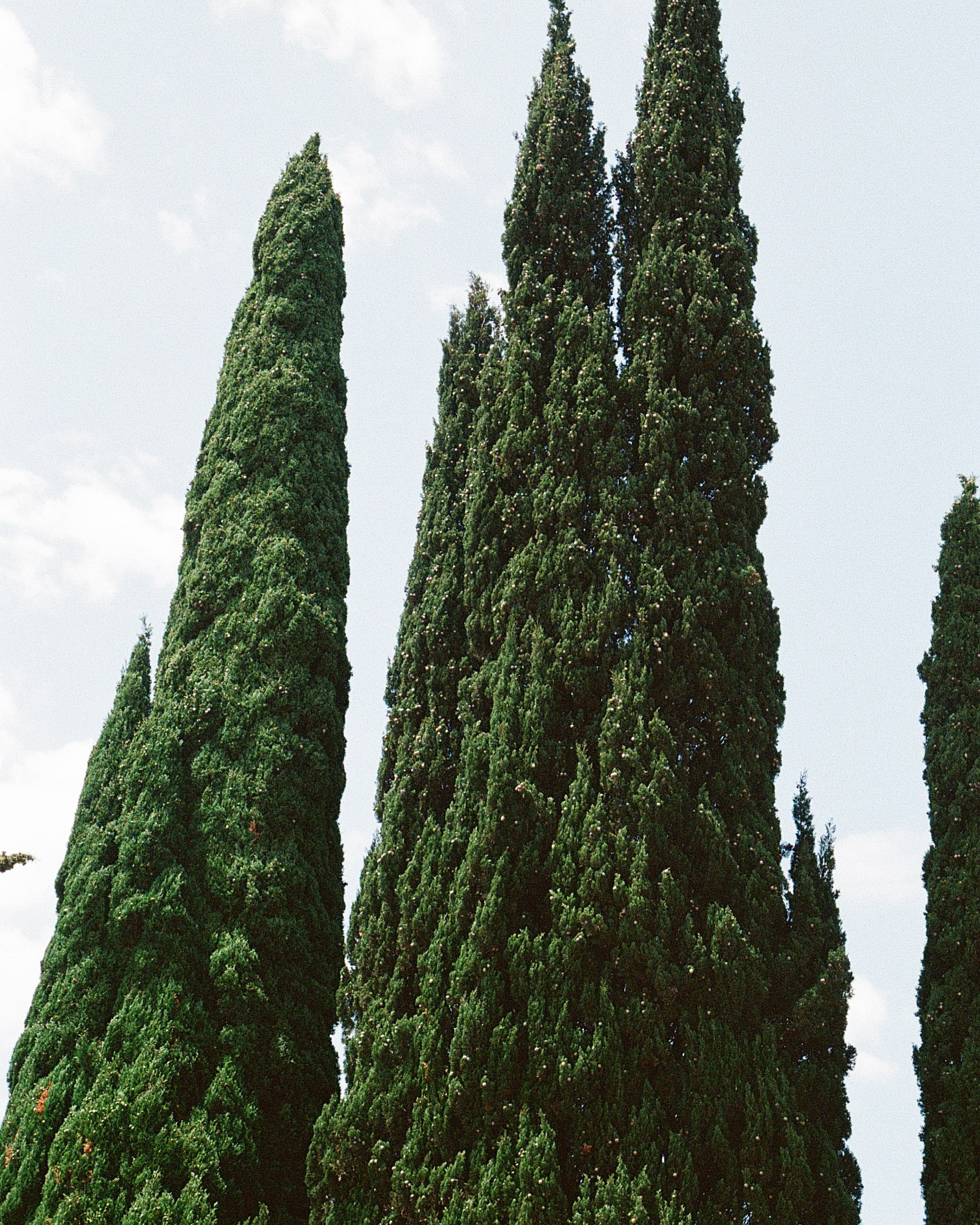 ГРУЗИЯ. ПРИРОДА.25. Профессиональный фотограф Федотова Арина