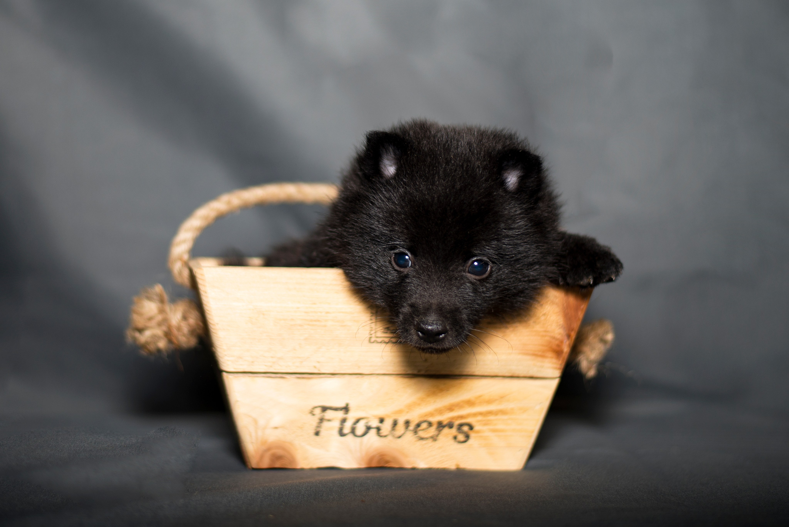 ФОТОСЪЕМКА С СОБАКАМИ. Репортажный и предметный фотограф Ольга Доловова в Ульяновске