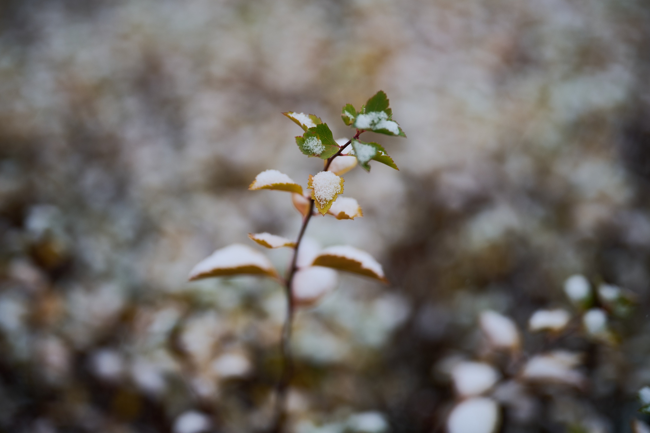 Северодонецк (Луганская область). Декабрь 2024. Фотограф Роман Адлер
