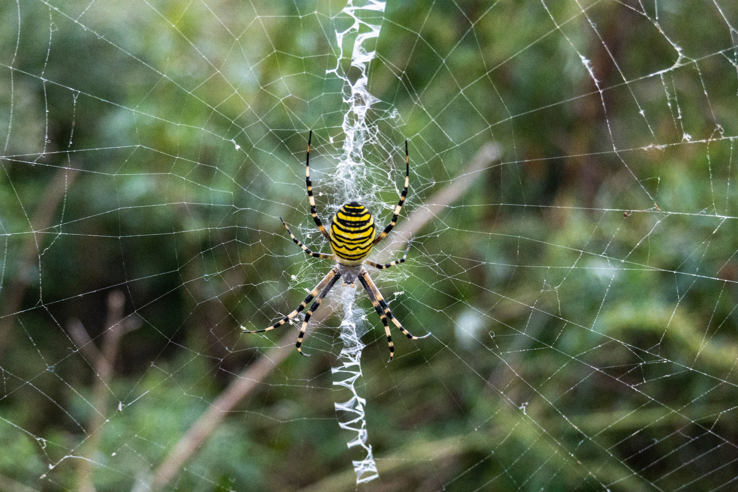 Владивосток. Сентябрь 2023. Фотограф Роман Адлер
