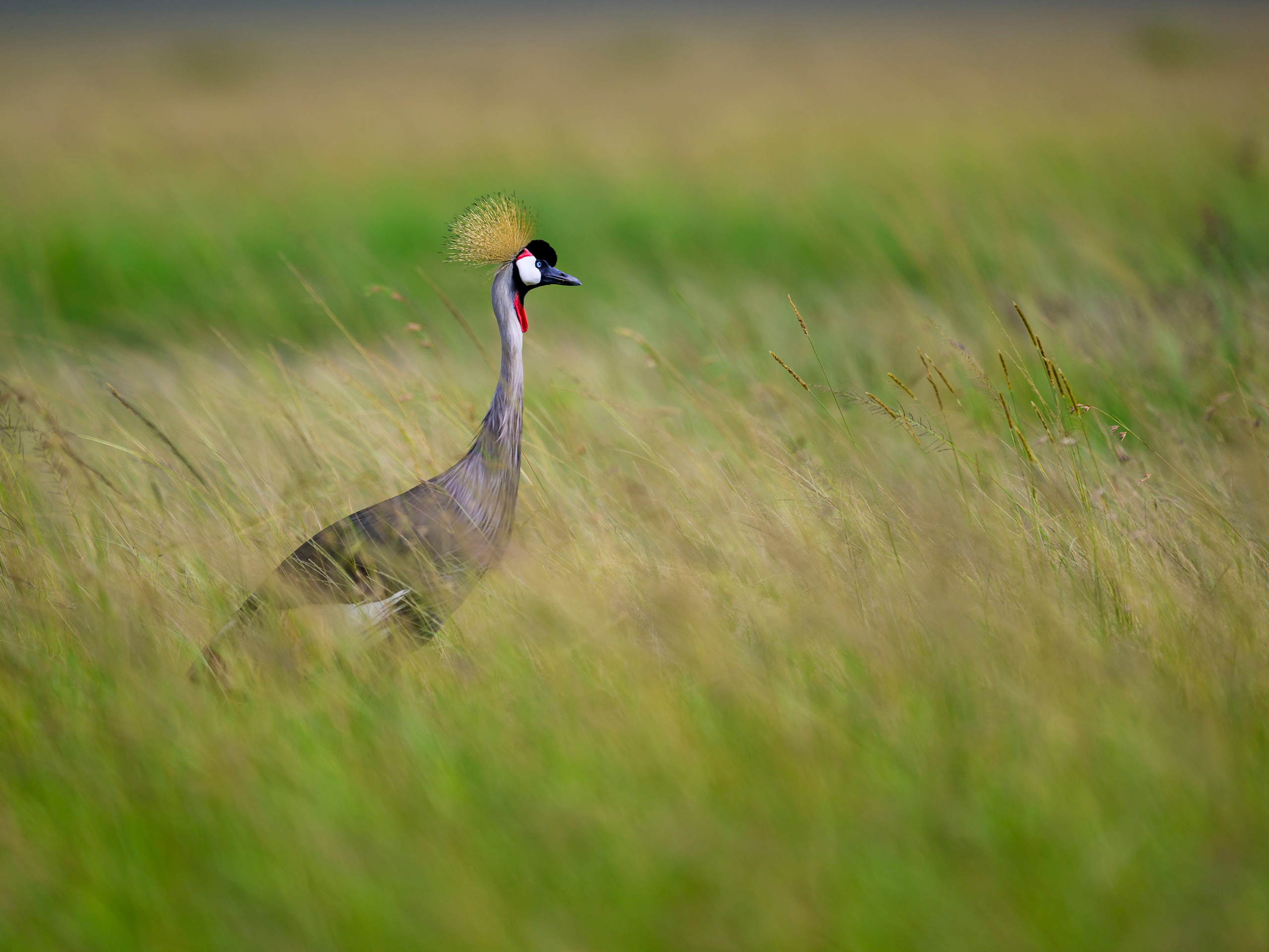 Кения. Wildlife photography by Sergey Puponin