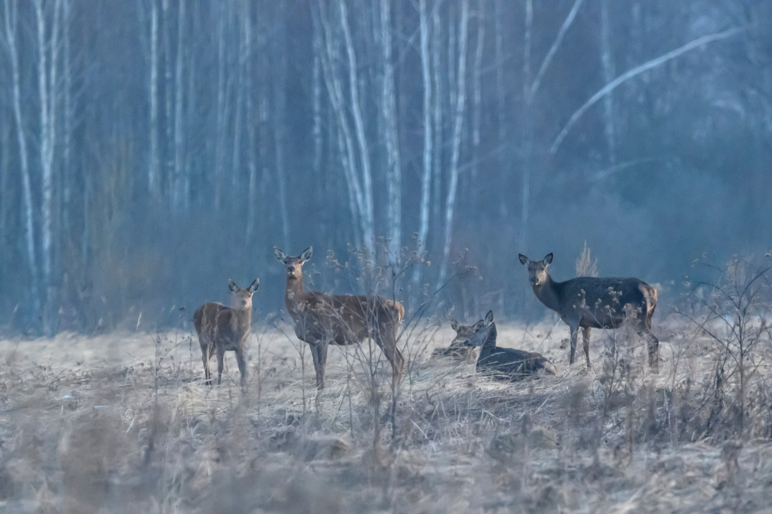 Олени и тетерева. Фотограф Сергей Пупонин