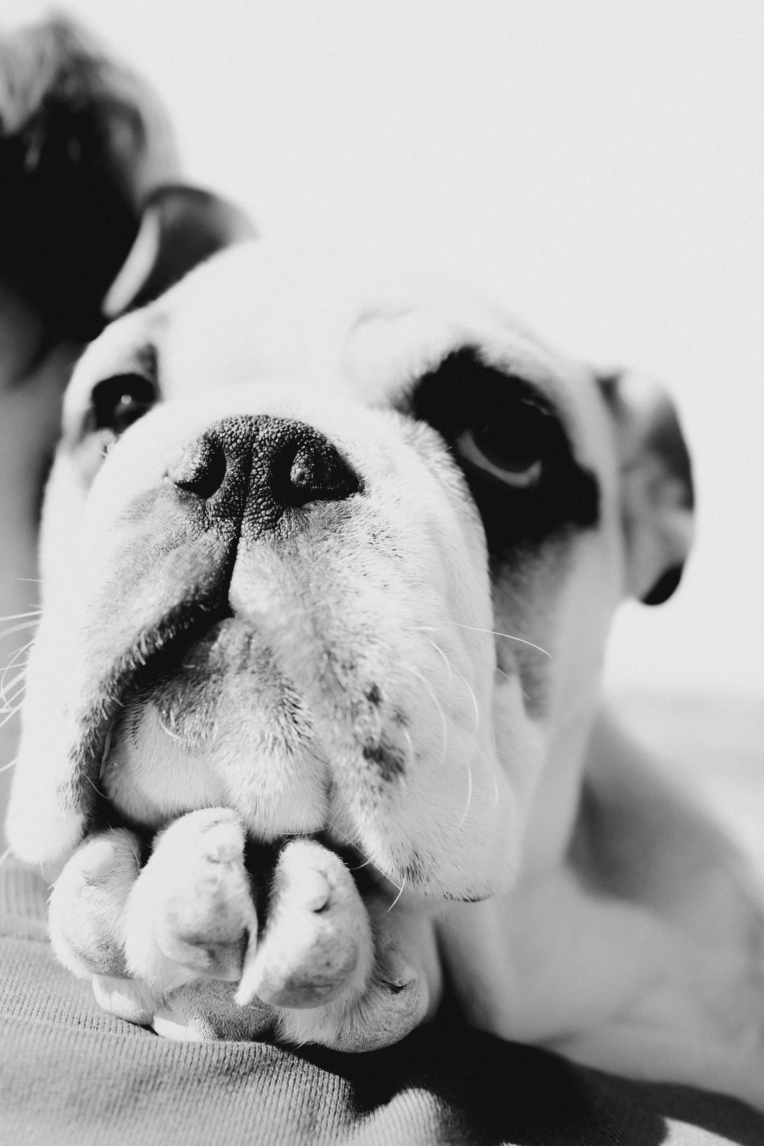 Новый член семьи. Withlovent | Фотограф в Севастополе