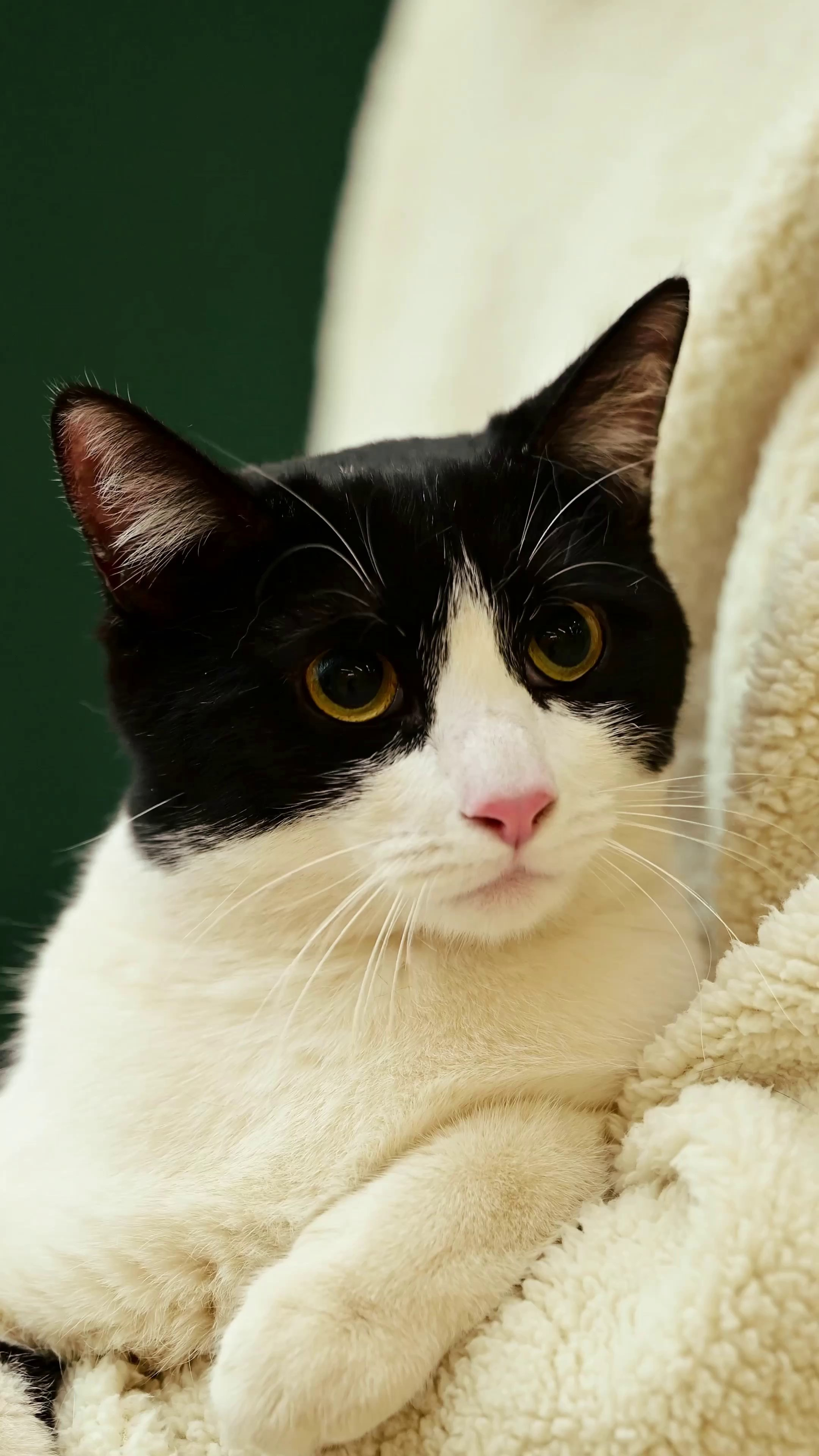 Съёмка для волонтёров (видео). Мила Астахова