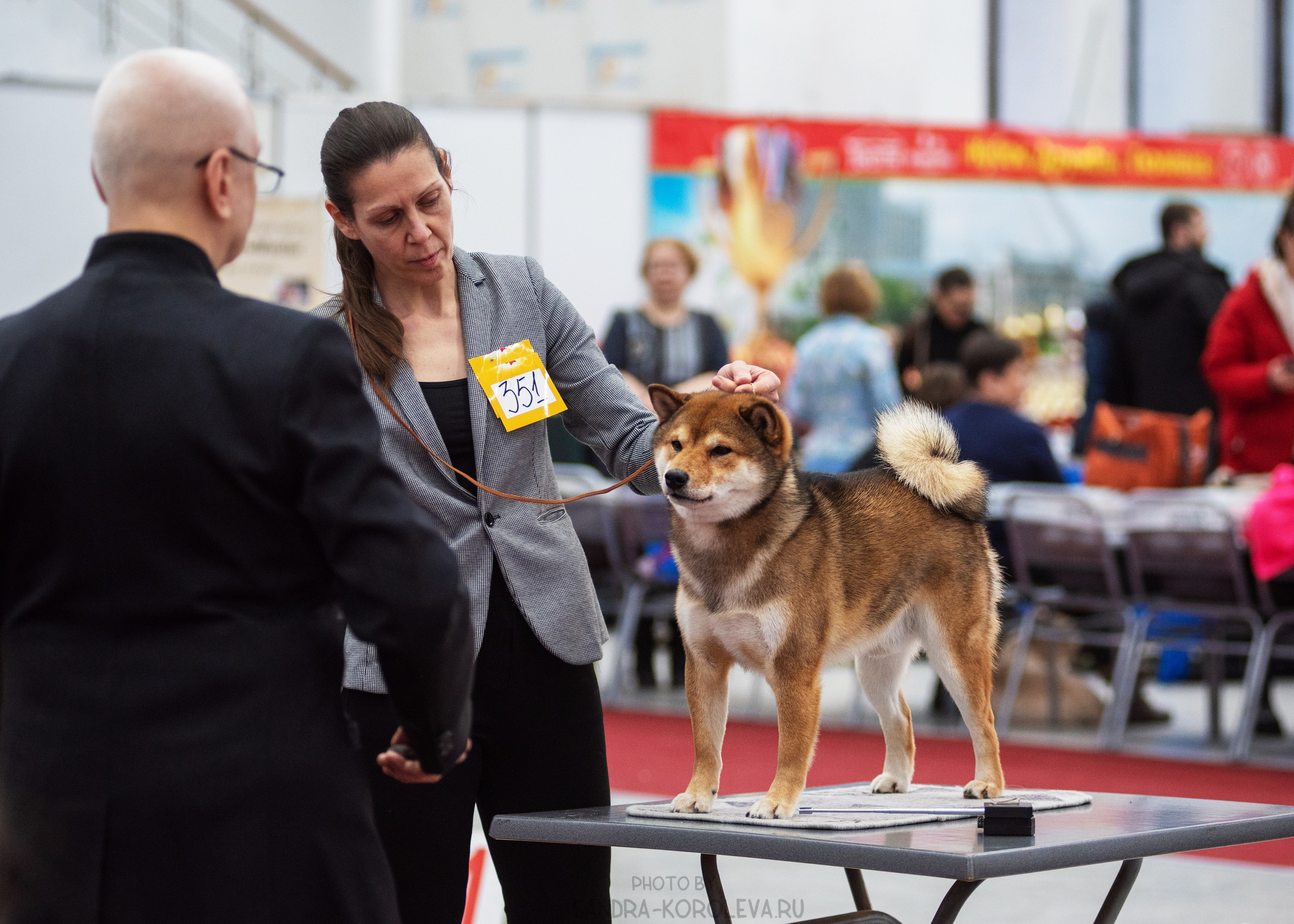 Выставка собак тюмень 14.01.2023. Дог-фотограф в Тюмени Александра Королева