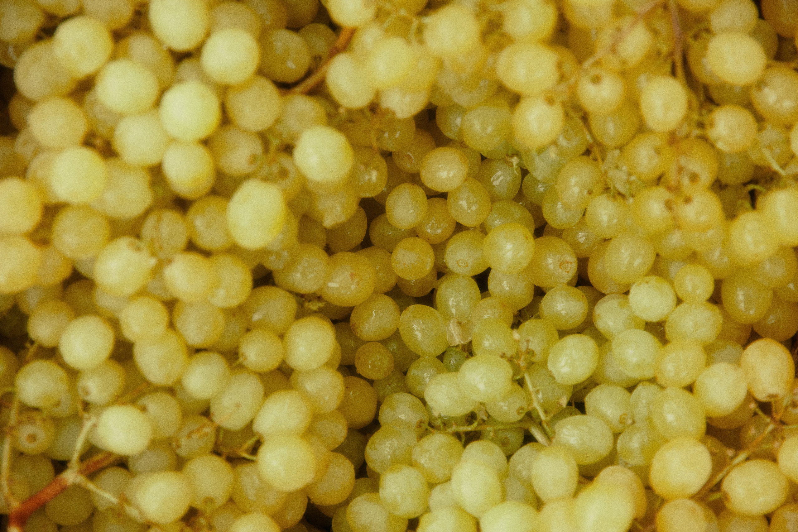 ITALIAN FAMILY. Дмитрий Мазуркевич: Профессиональный Репортажный Фотограф