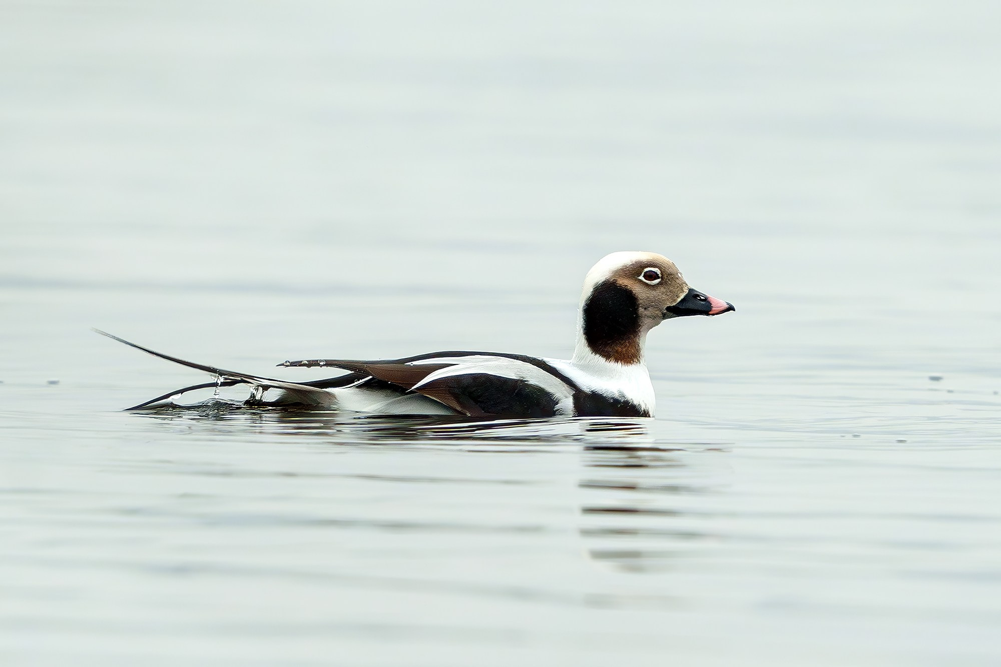 Удивительные мир птиц. Вокруг нас столько прекрасного — присмотритесь!. Ваш личный фотограф Марина Волкова