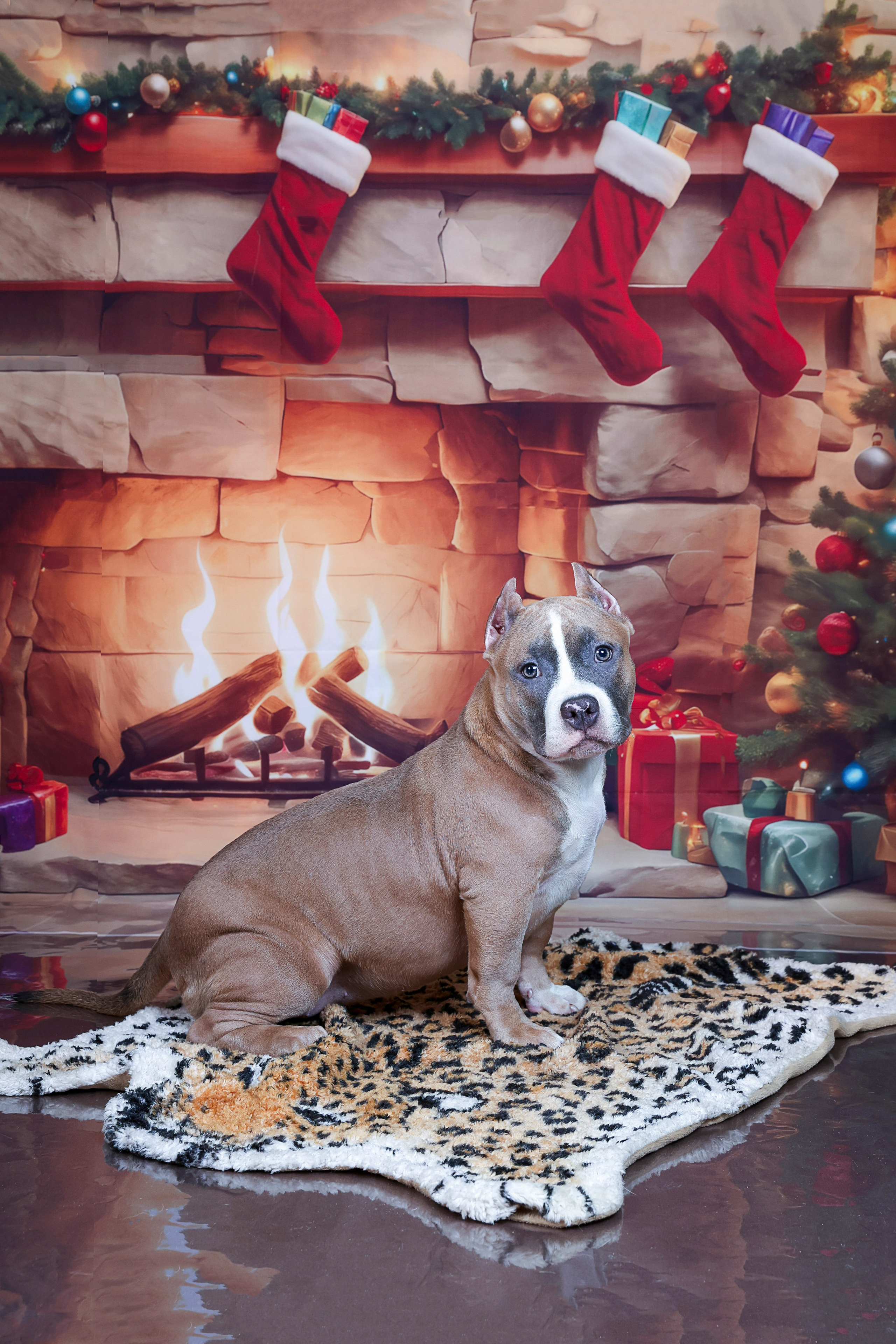 Американский булли!. Фотограф 📸 семейный, предметный, репортажный