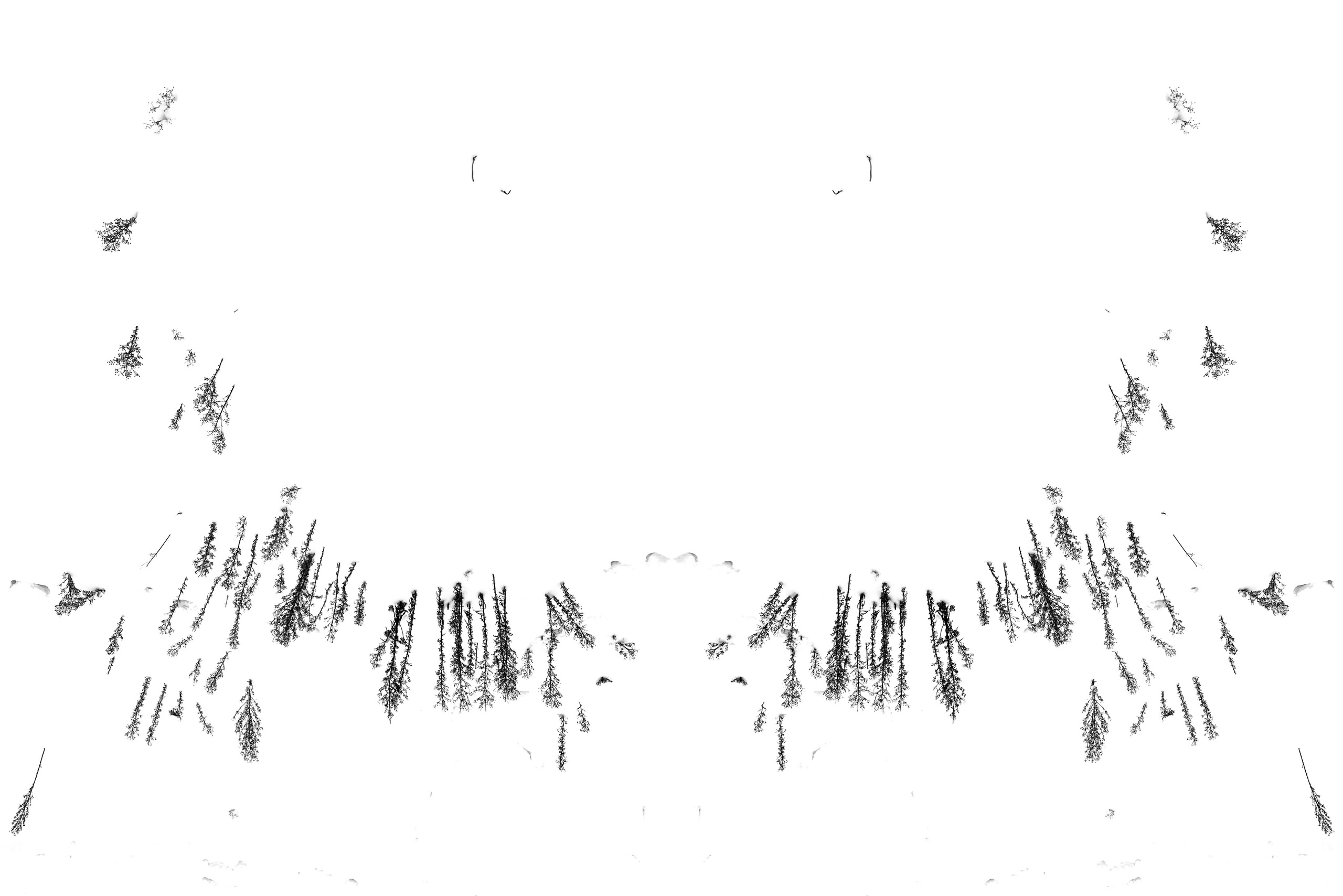 Urban flowers. Арт — фотограф Евгений Наймушин Новокузнецк