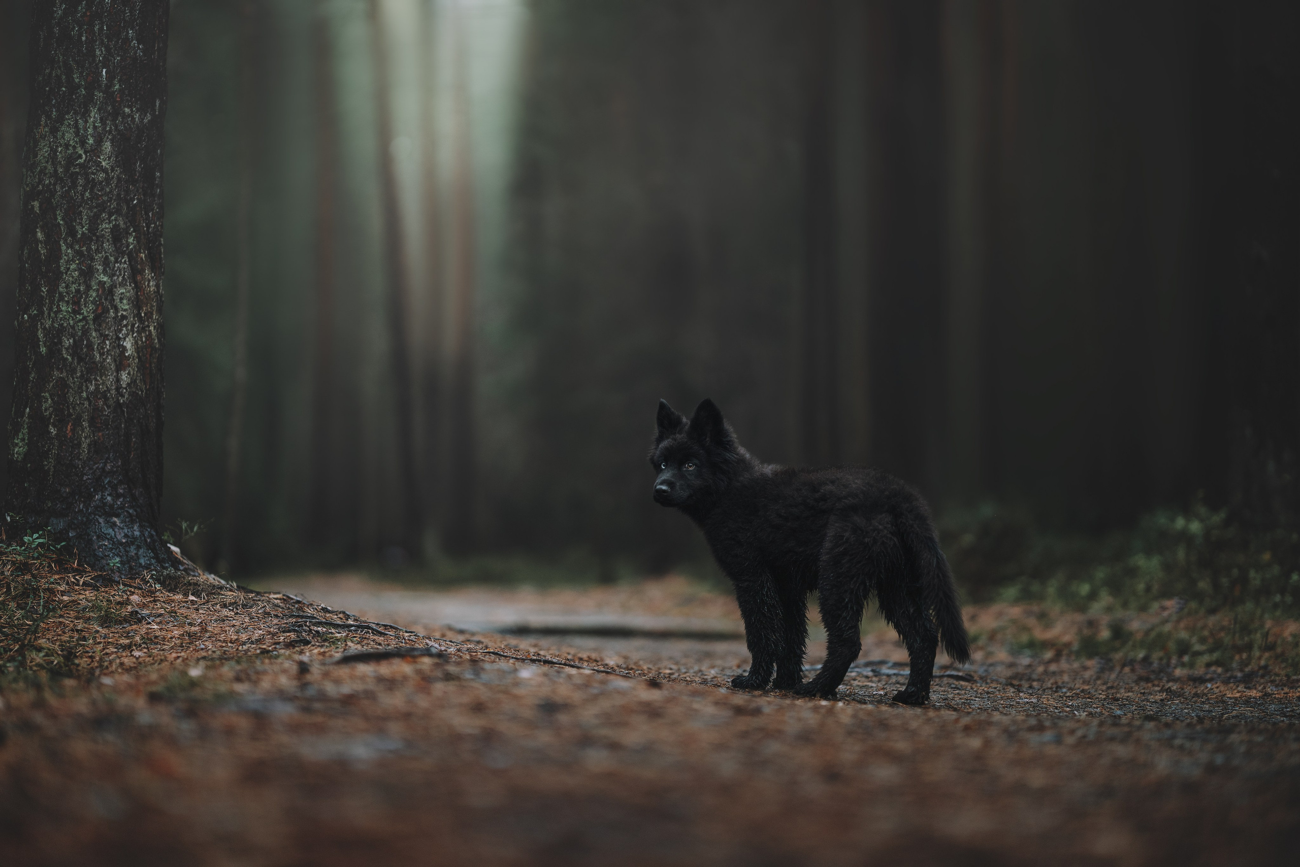 Джанго. Фотограф анималист Осипчикова Мария