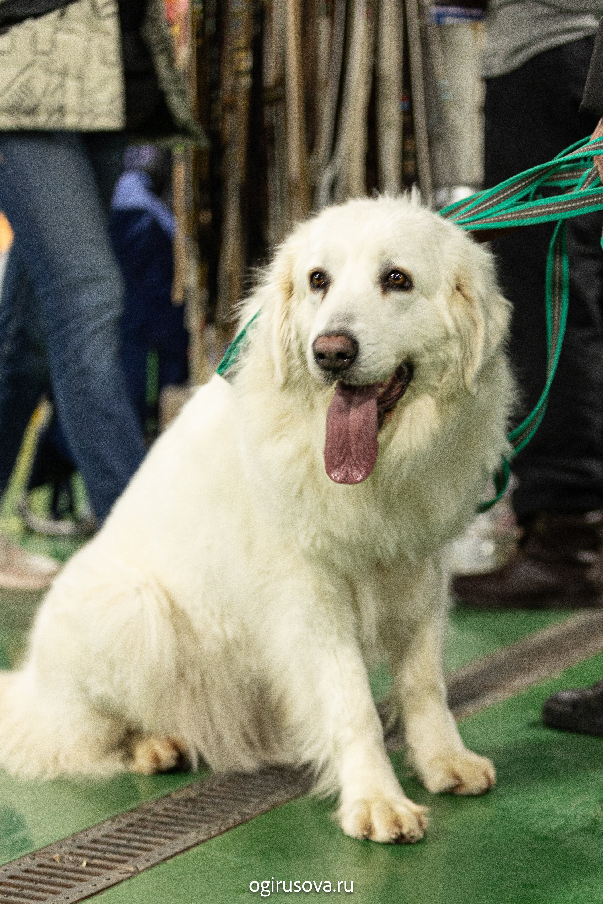 РОО КЛЖ «Олимп"+"Империя"+"Виктория».Выставка собак. Фотограф Ольга Гирусова «Пантерочка» Москва