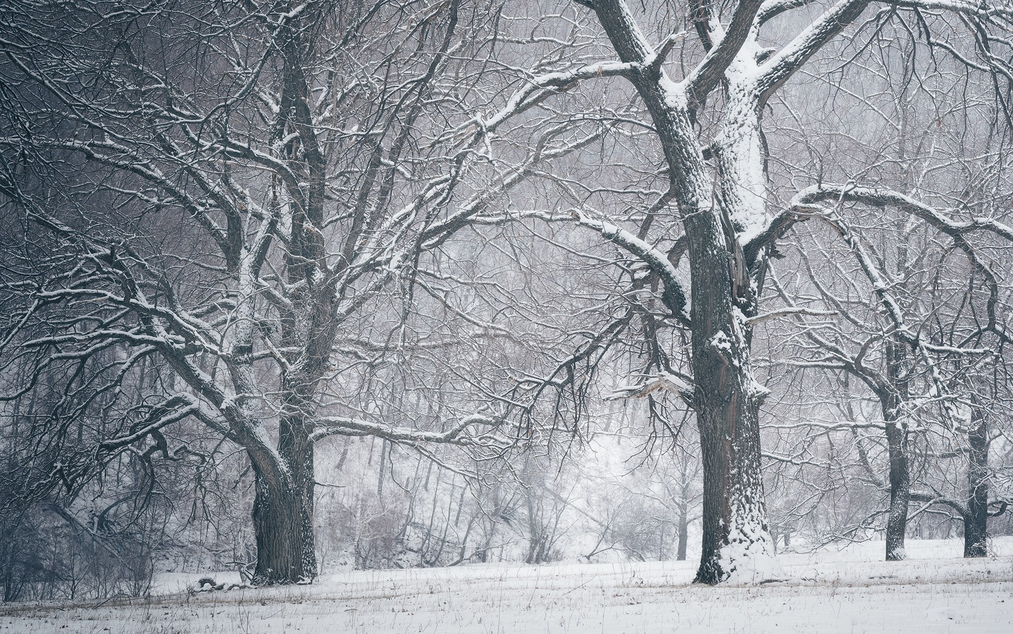 Зимний лес. Пейзажный фотограф Руслан Лукманов