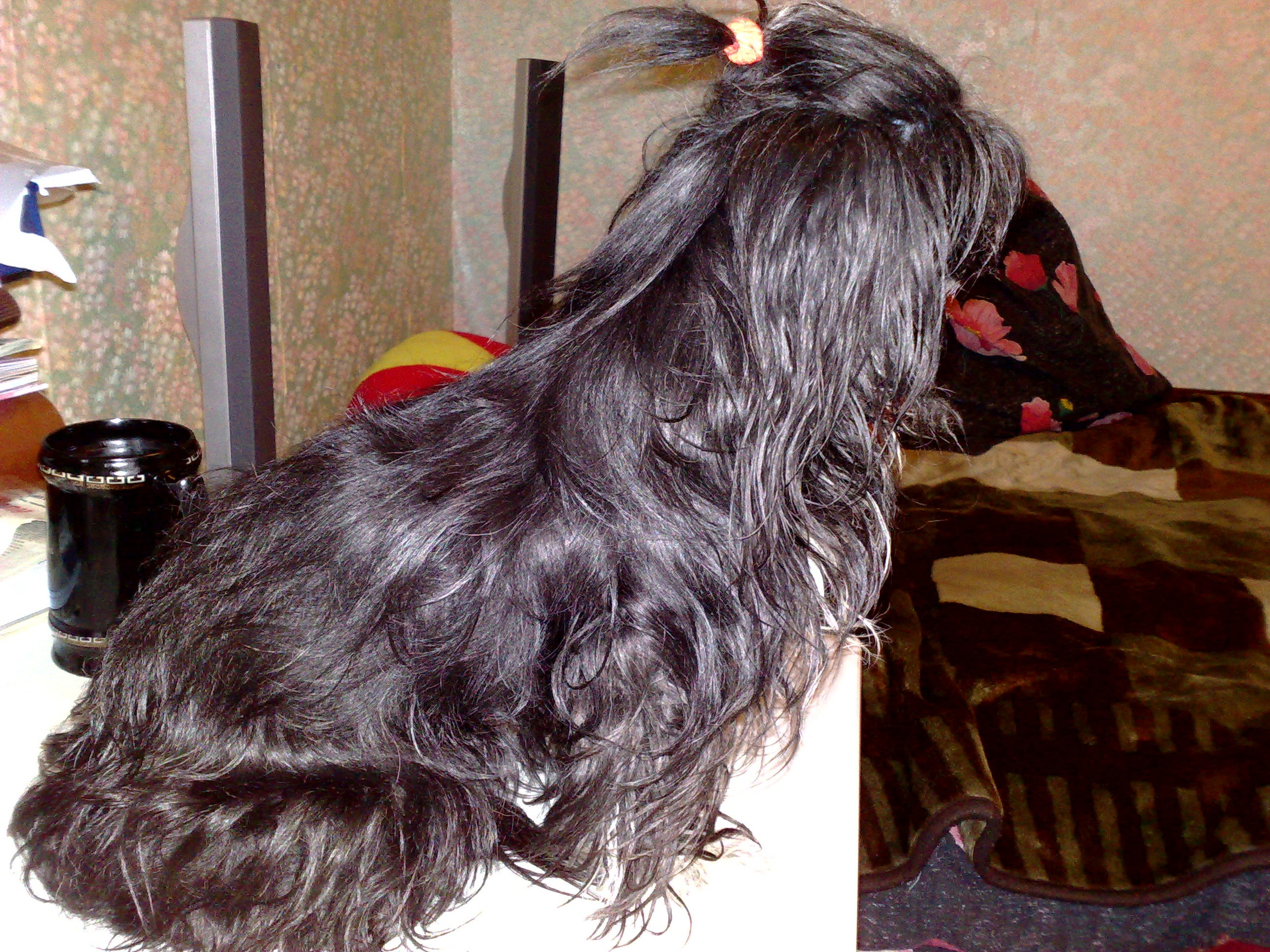 Star Universe. Chinese Crested Dog Kennel Poale Ell