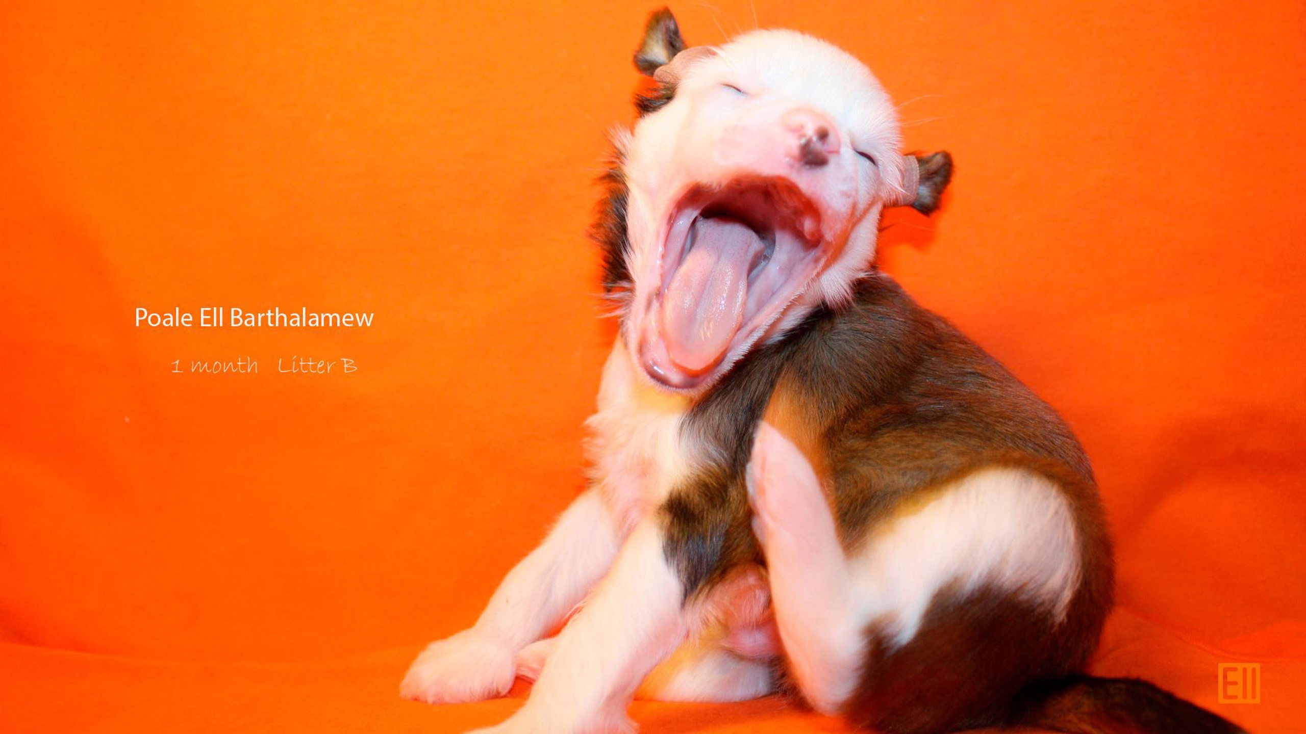 Poale Ell Barthalamew. Chinese Crested Dog Kennel Poale Ell