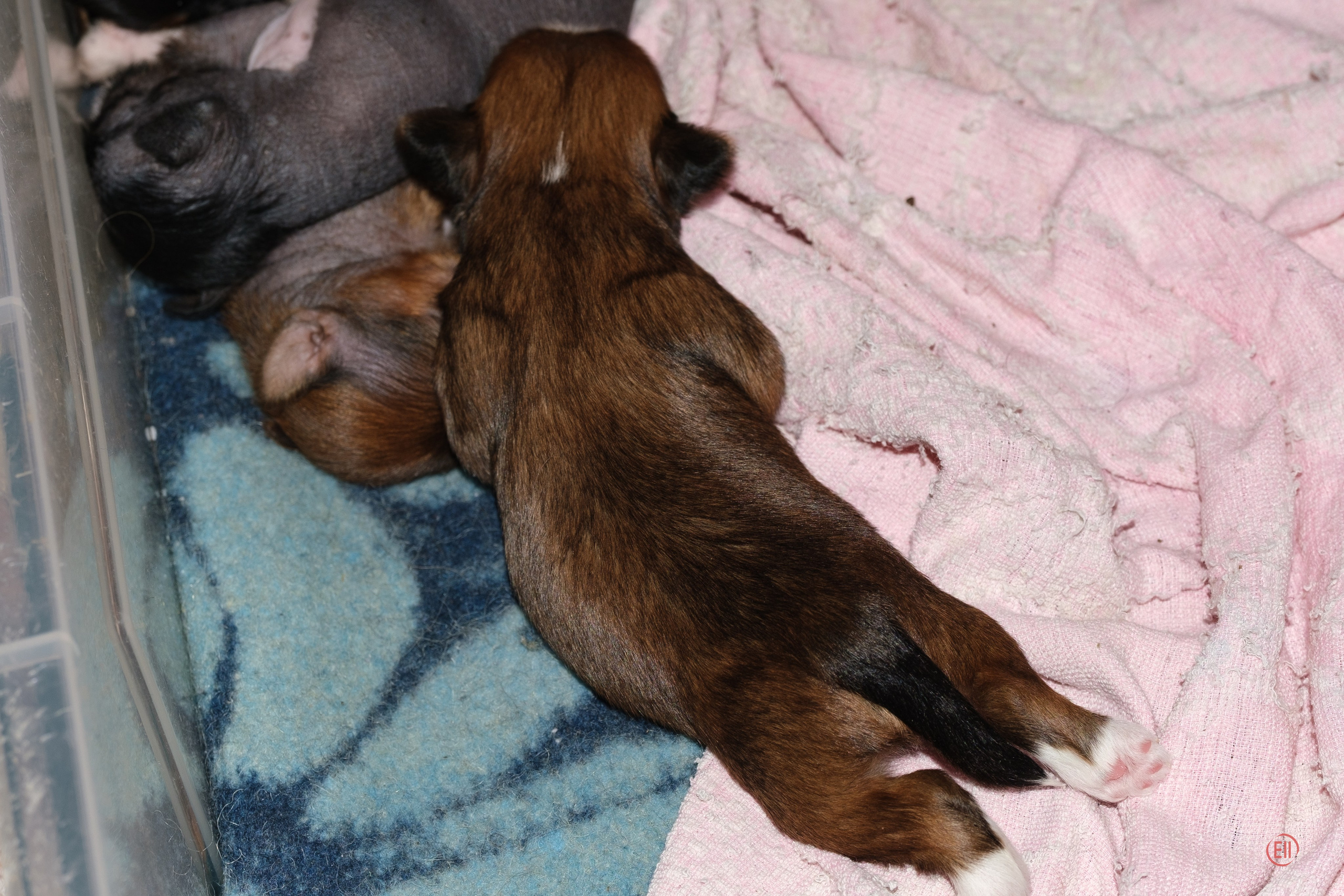 Litter V. Poale Ell Chinese Crested Dog Kennel: Buy a puppy from the kennel