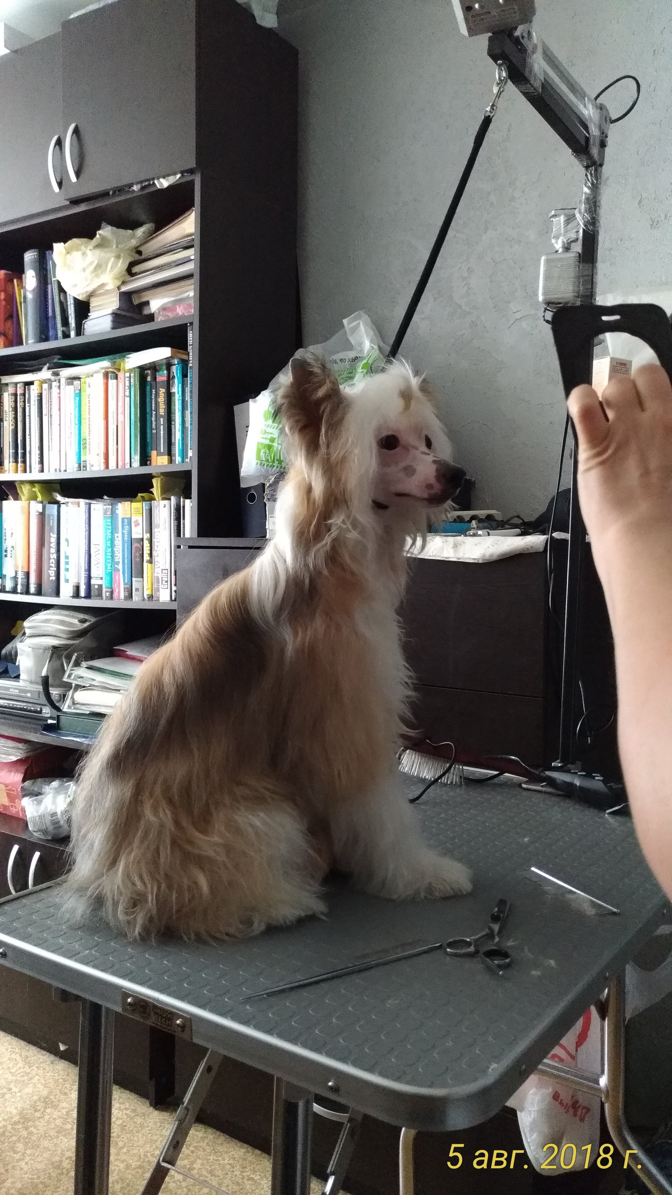 Barthelamew is leaving. Poale Ell Chinese Crested Dog Kennel: Buy a puppy from the kennel