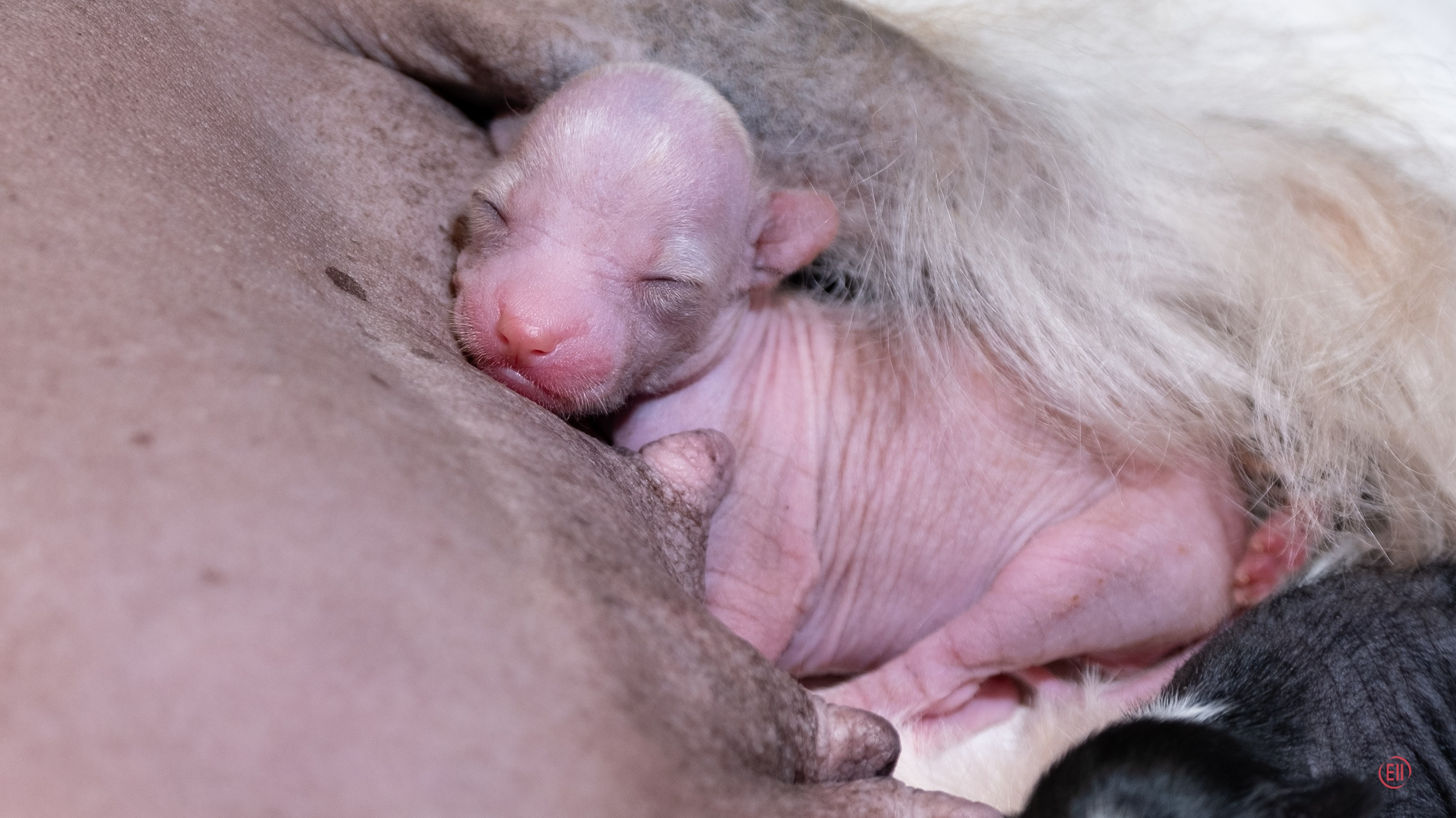 4-й день. Poale Ell Dora