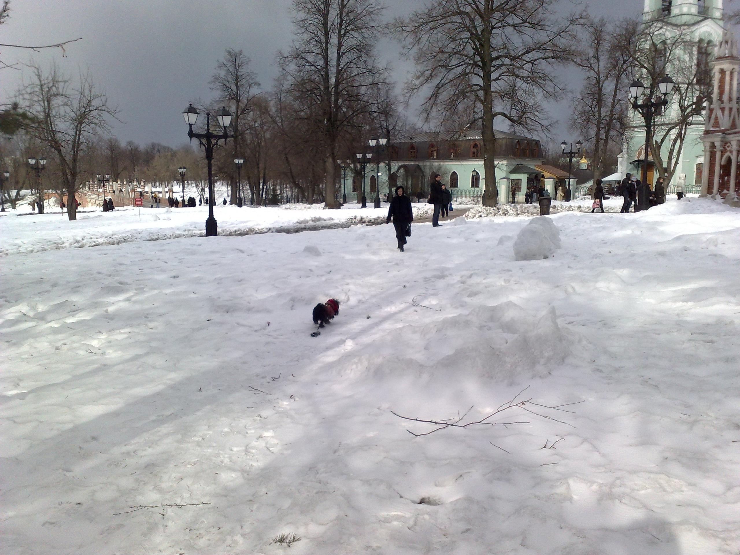 Царицино музей-усадьба. Питомник китайских хохлатых собак Poale Ell: купить щенка в питомнике