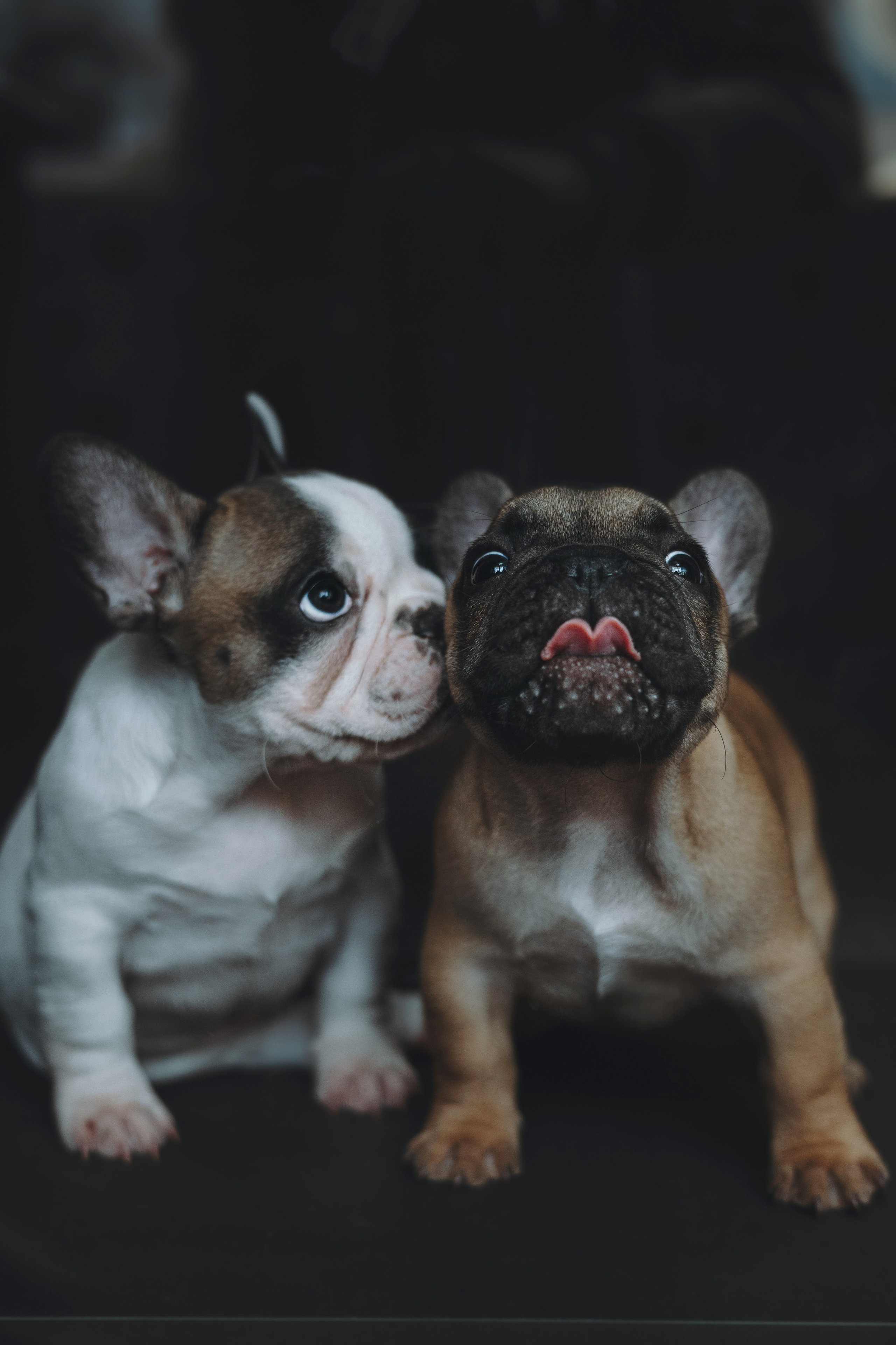 Щеночки. Фотограф — анималист Владивосток, Алина