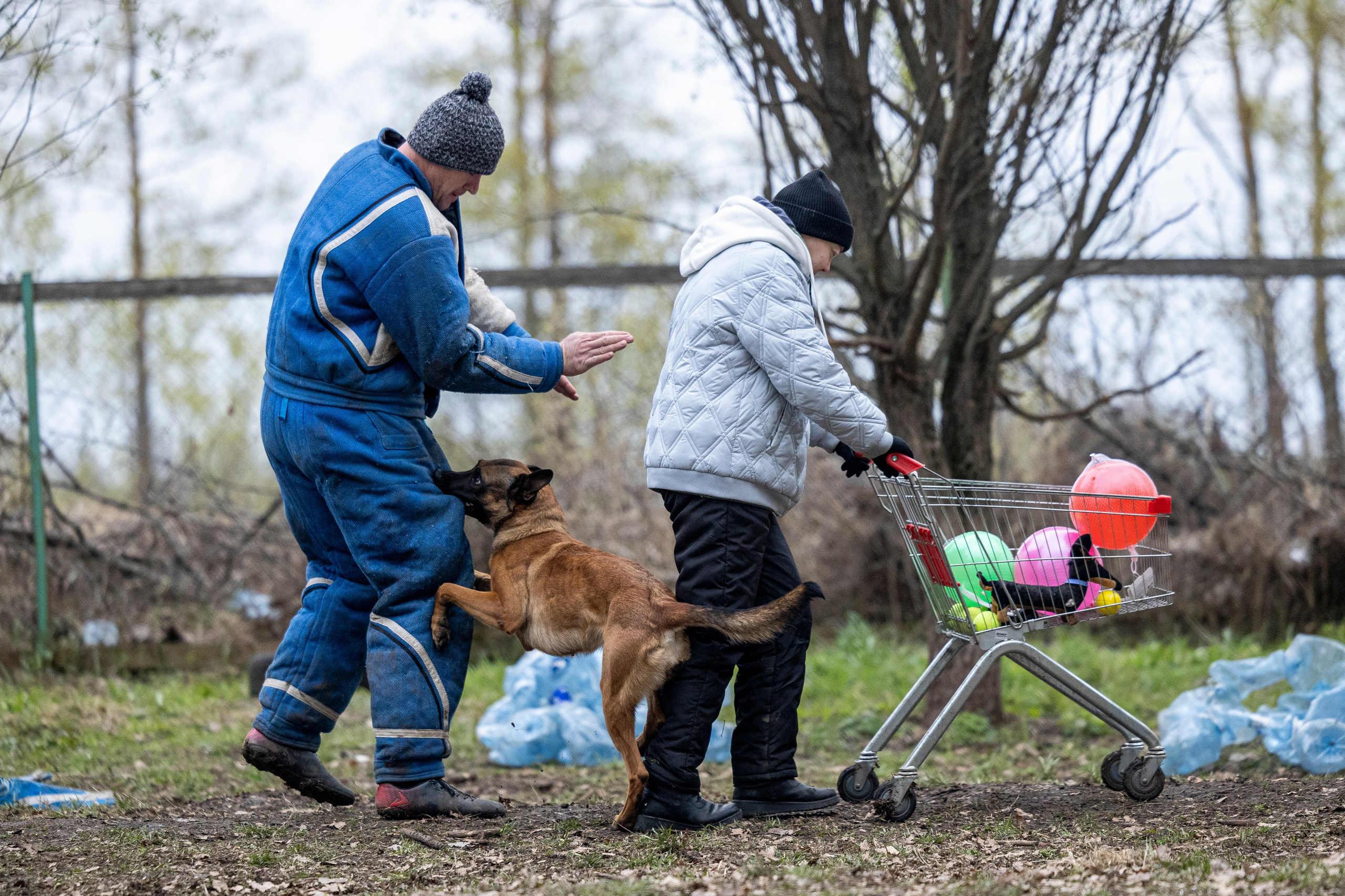 Квалификационные состязания по мондьорингу г. Вологда 11.05.24. Фотограф-анималист Анна Маринич