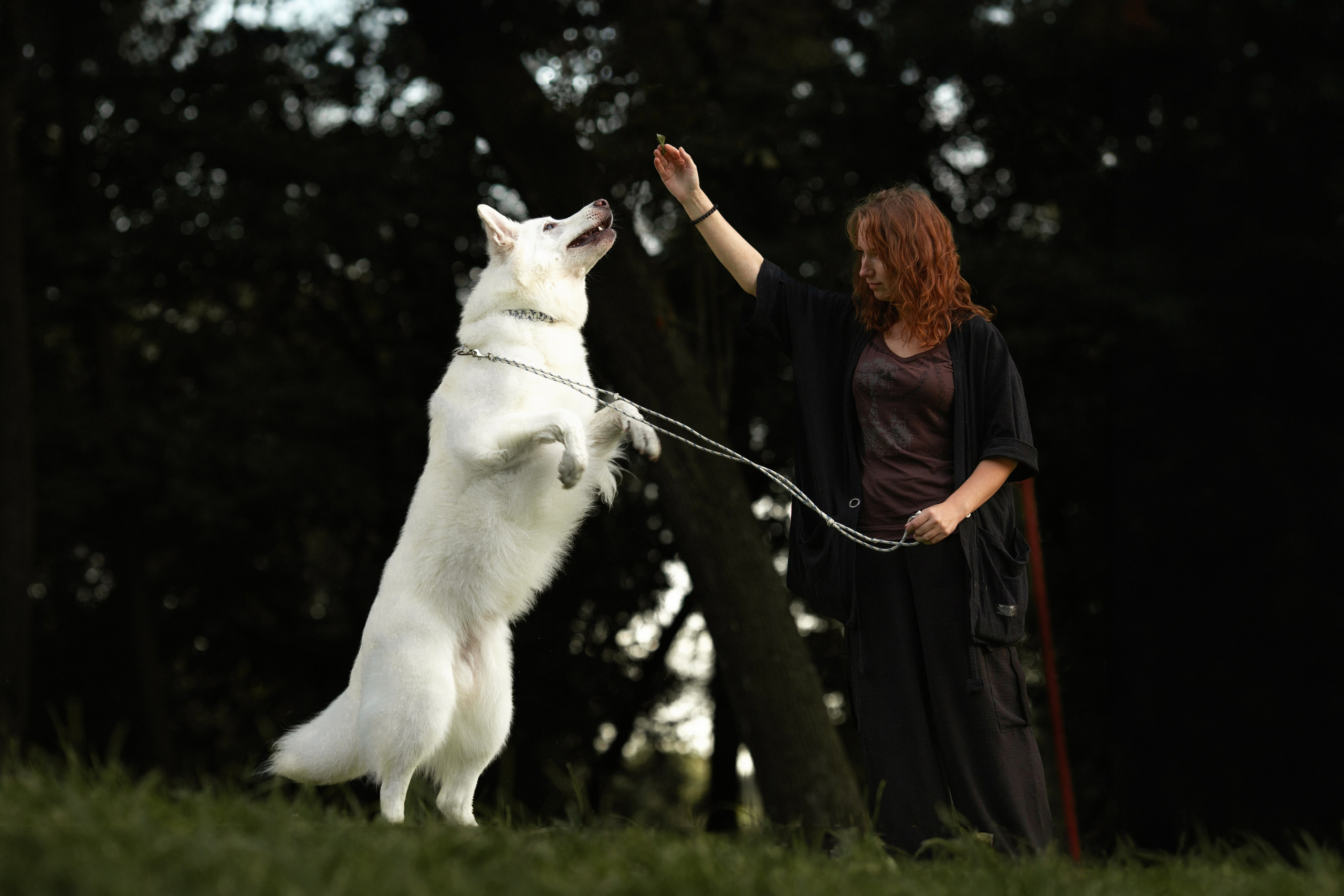 Света, Дима и Басс. Фотограф Анималист в Перми Анастасия Остерман