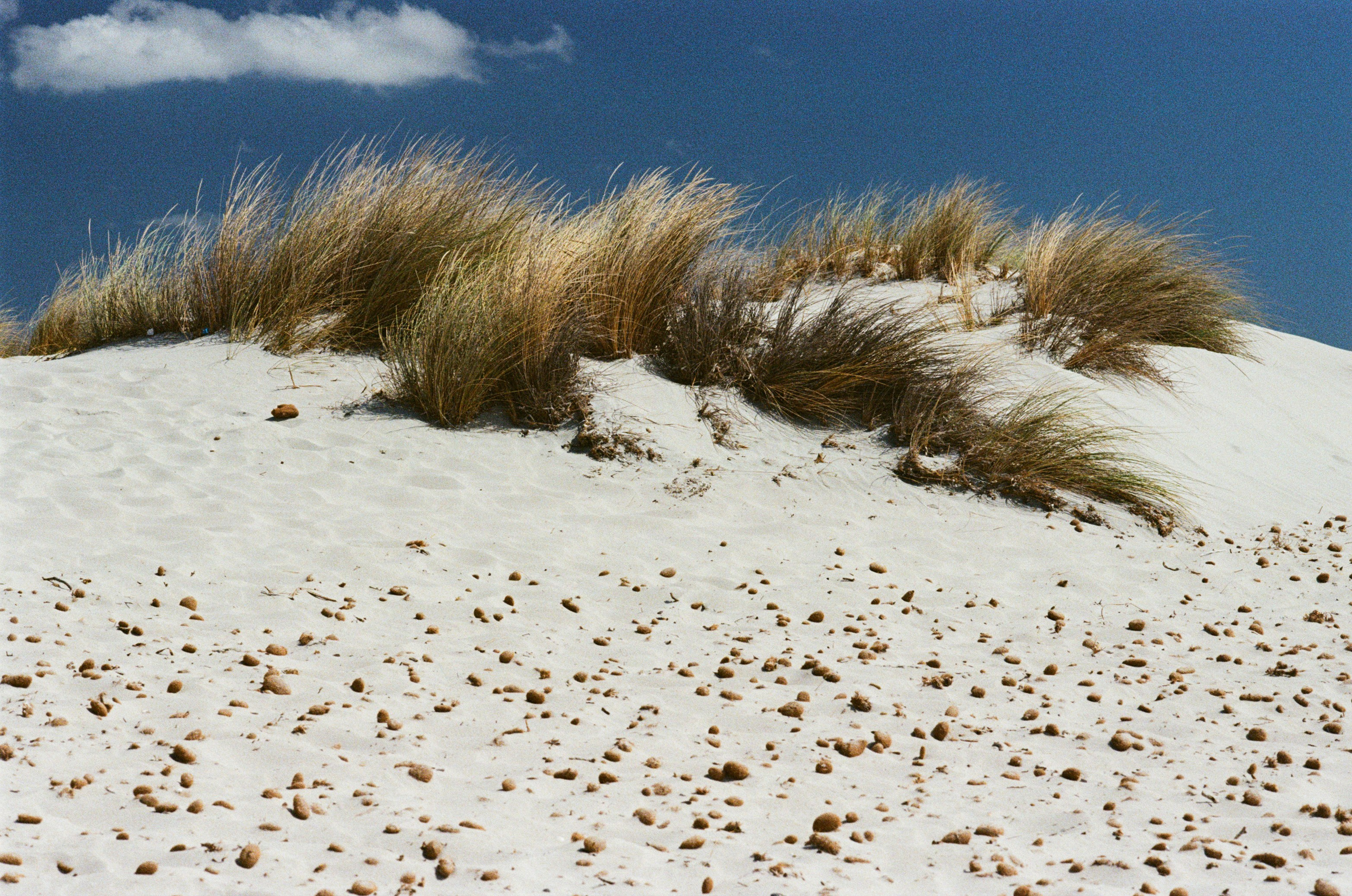 Coraline // sardinia, is arenas biancas II. EVER EXPOSED