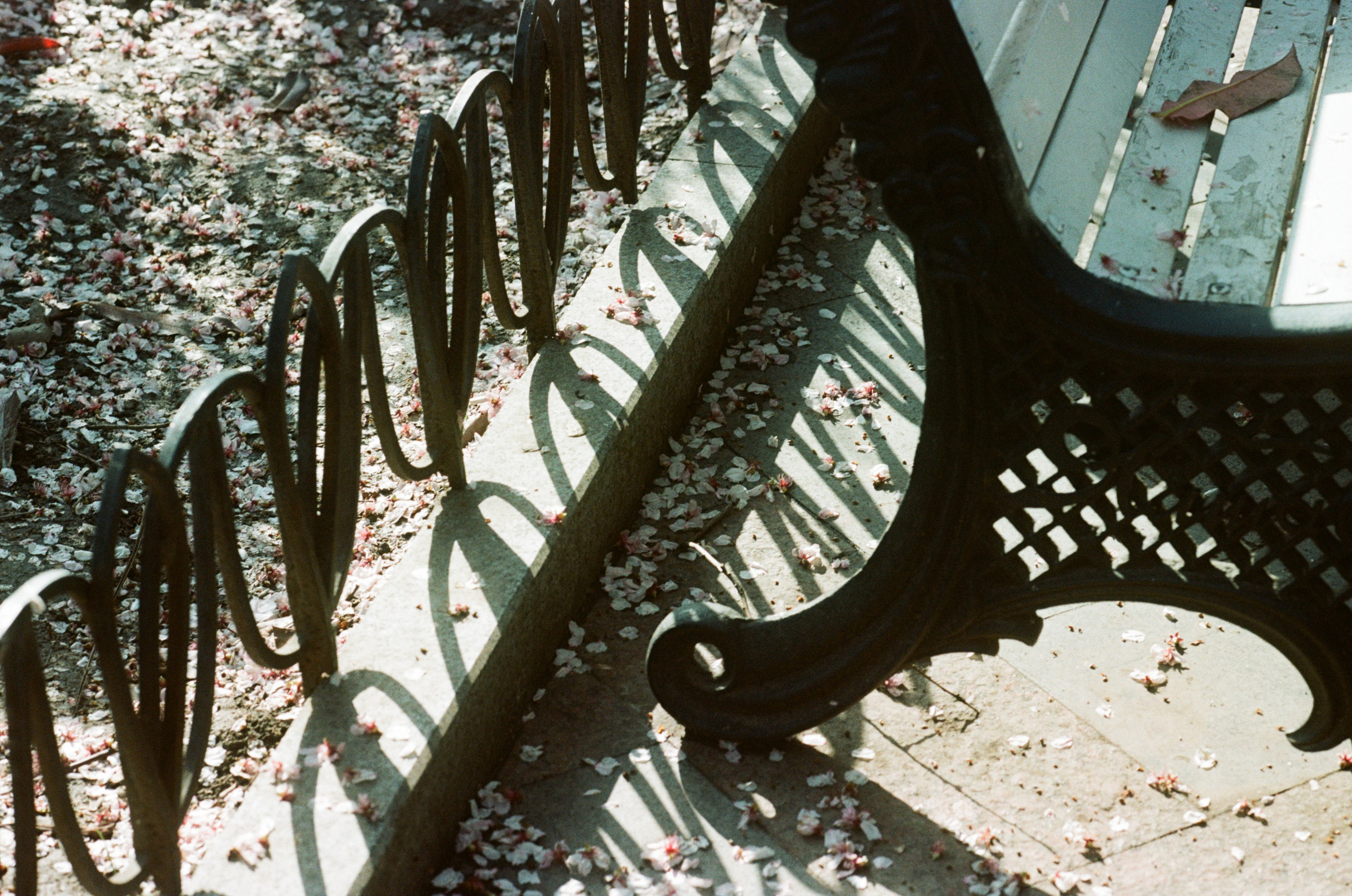 Sakura blues // ukraine, crimea. EVER EXPOSED