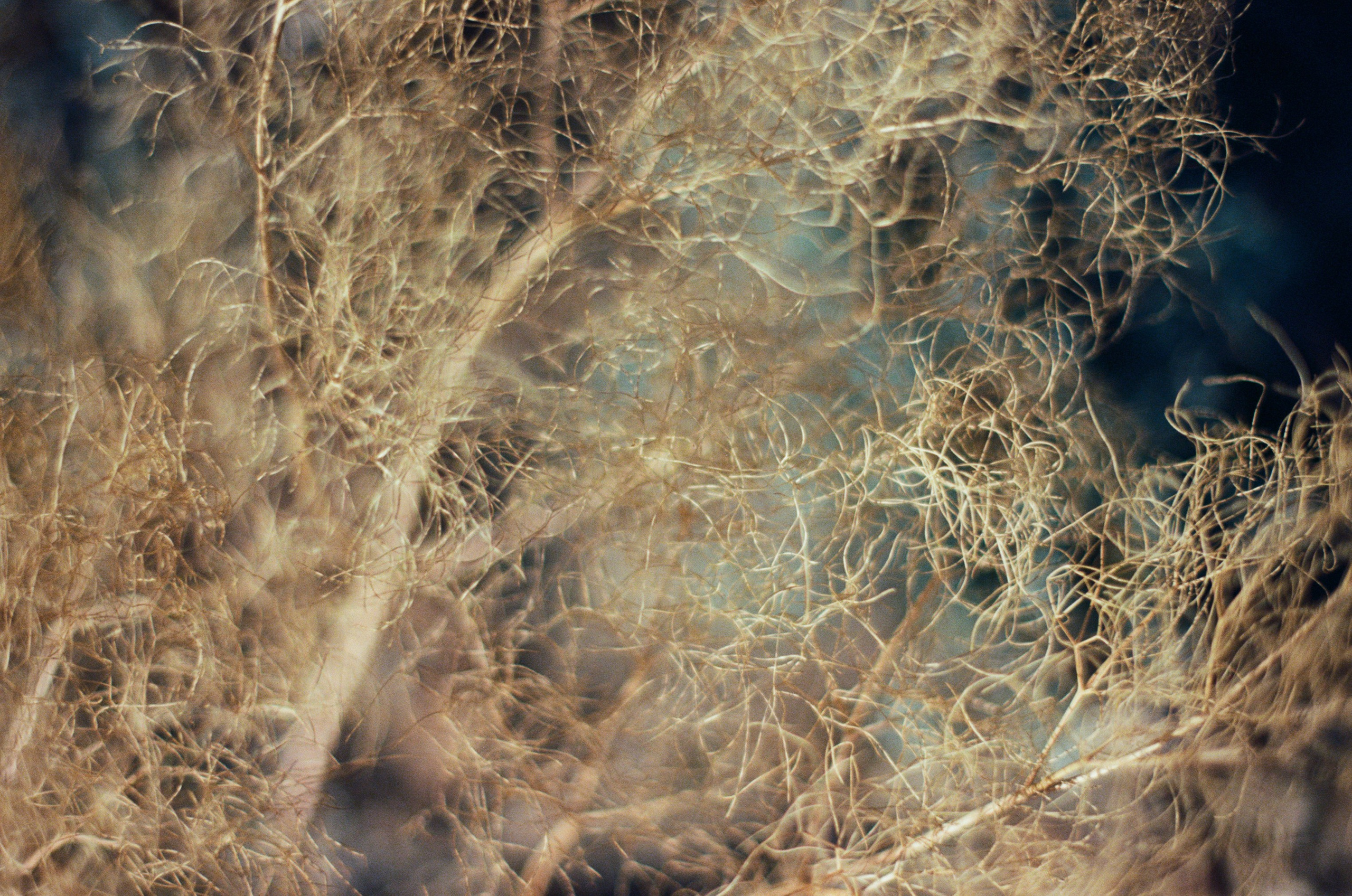 Kool-aid // ukraine, crimea III. EVER EXPOSED