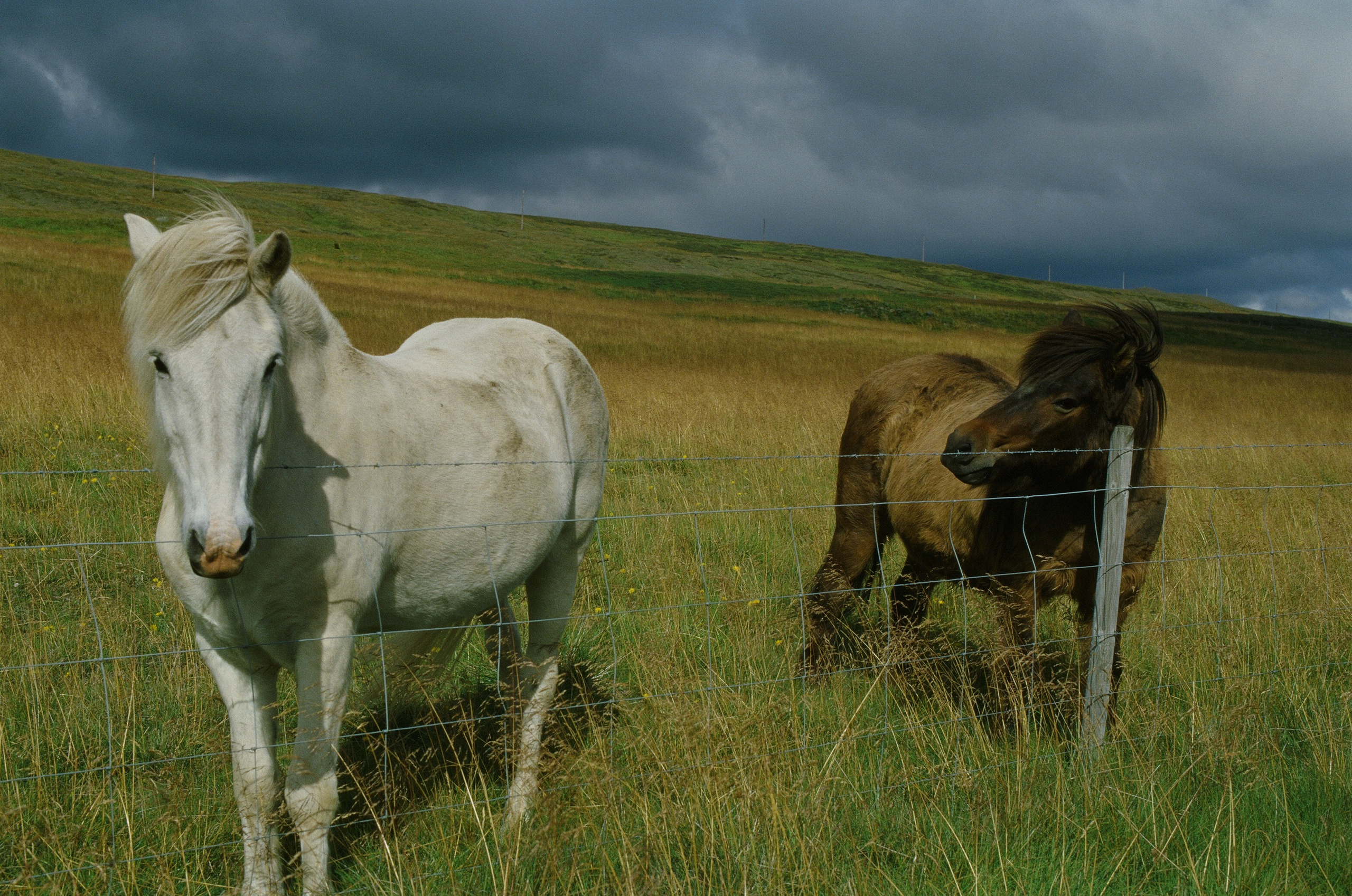 Vor i vaglaskogi // iceland, austurleið. EVER EXPOSED