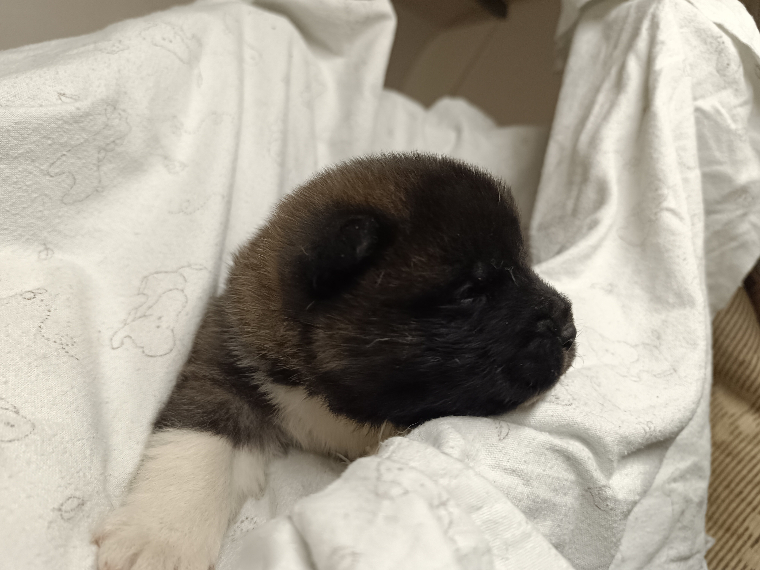 Американская акита  щенки питомник Санкт-Петербург клубные щенки Американская акита питомник RUBYLIGHT Рубилайт купить щенка американской акиты