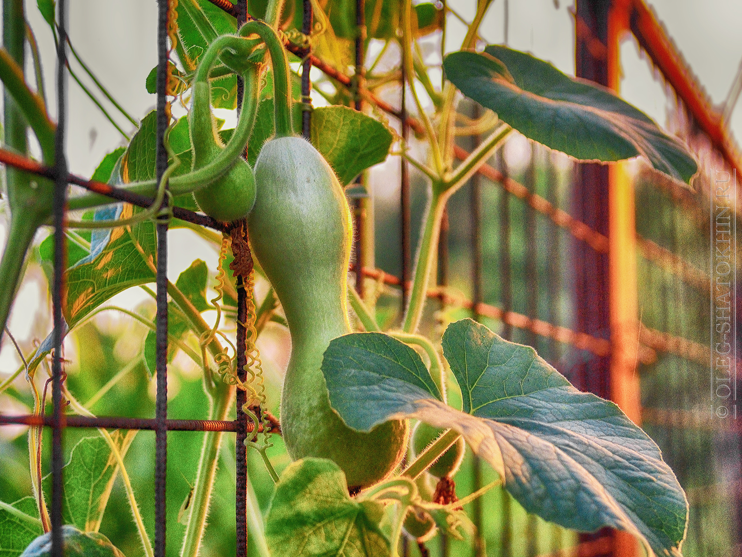 Пейзажи. Свадебный фотограф Олег Шатохин  Москва и Московской область