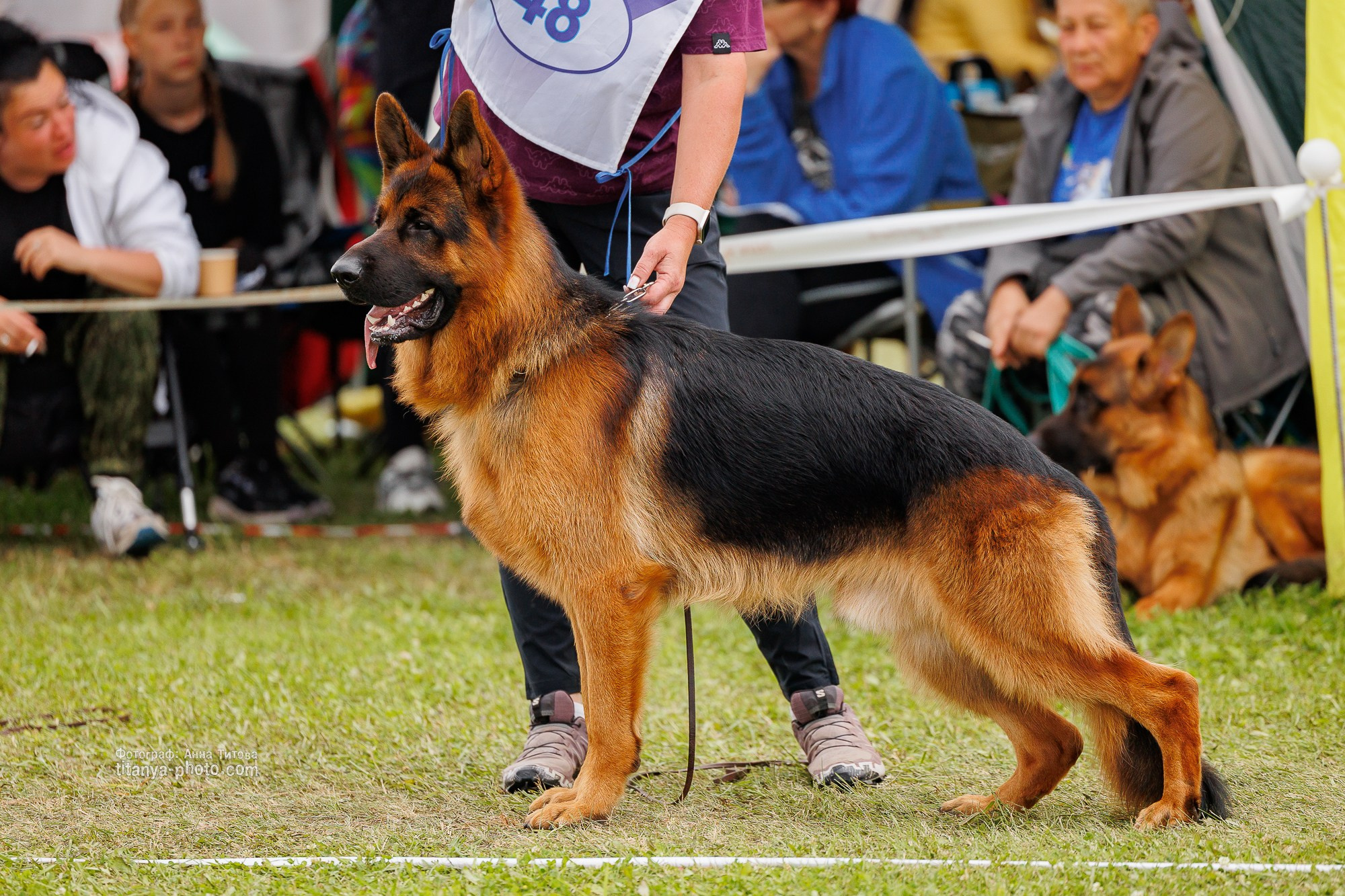 Немецкие овчарки: фото из рингов и вне ринга, мутпроба (фотографии с выставок). Фотограф собак, фотограф-анималист Аня Титова (Titanya). Москва